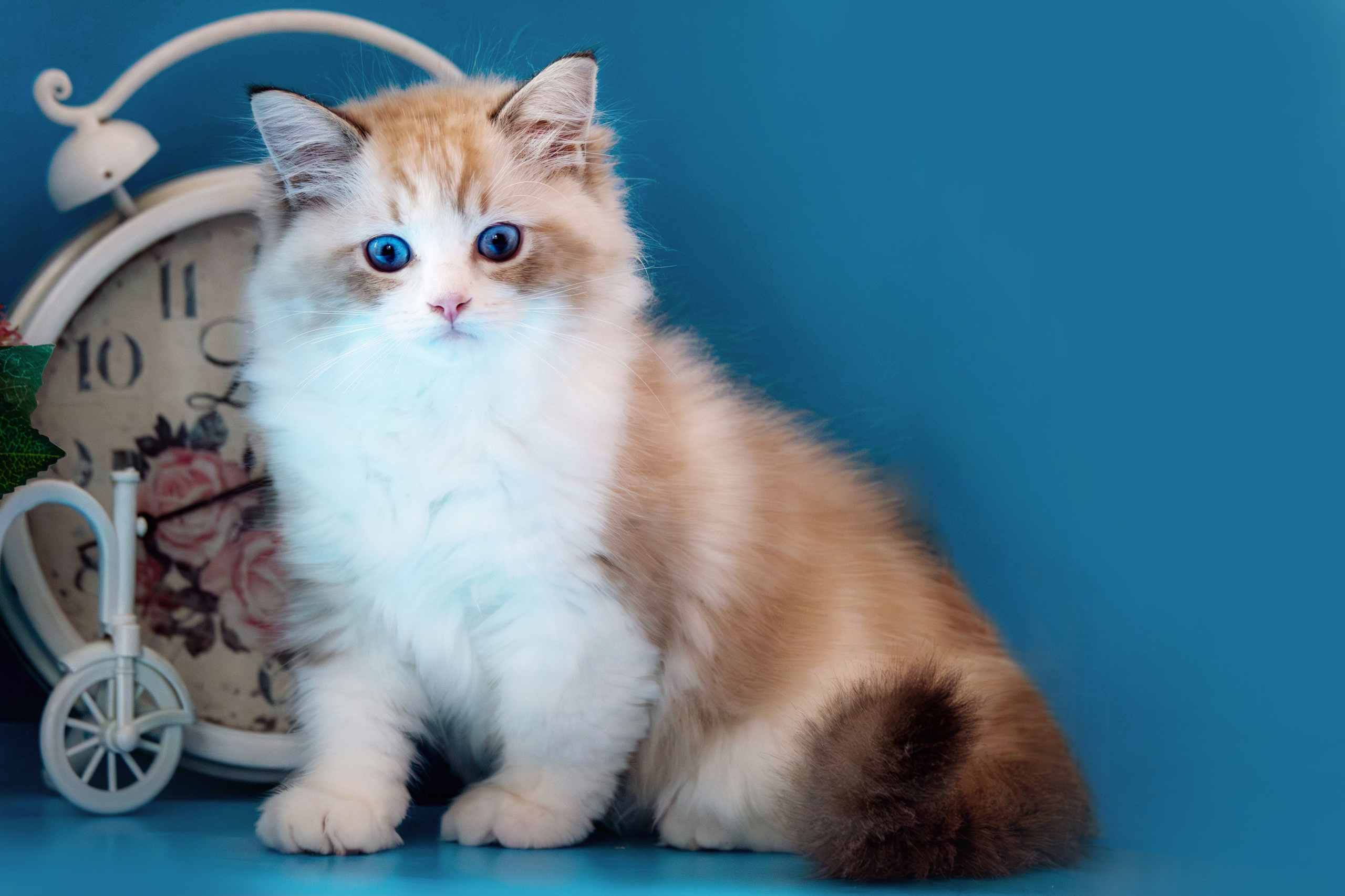 Фотосессия щенков от 7-и дней в стиле ньюборн. Фотограф анималист — Тула, Москва