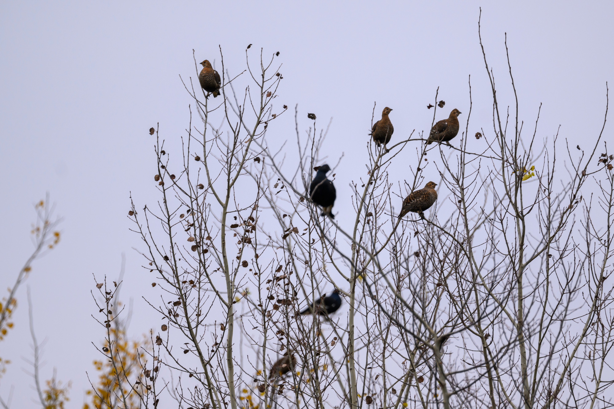 Осень. Олени, тетерева и снегири. Wildlife photography by Sergey Puponin