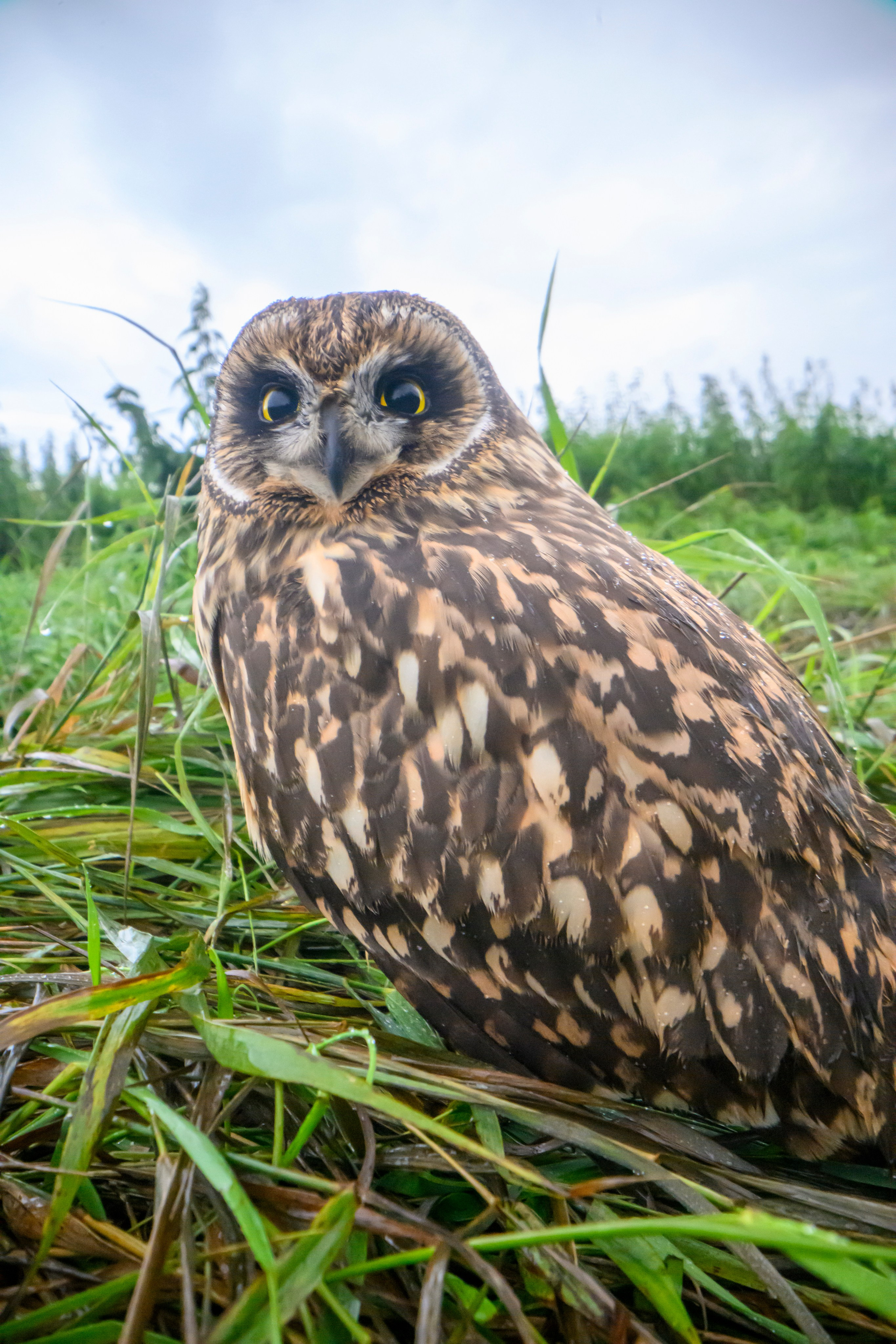 Совенок на ширик | Owlet with wide lens. Фотограф Сергей Пупонин