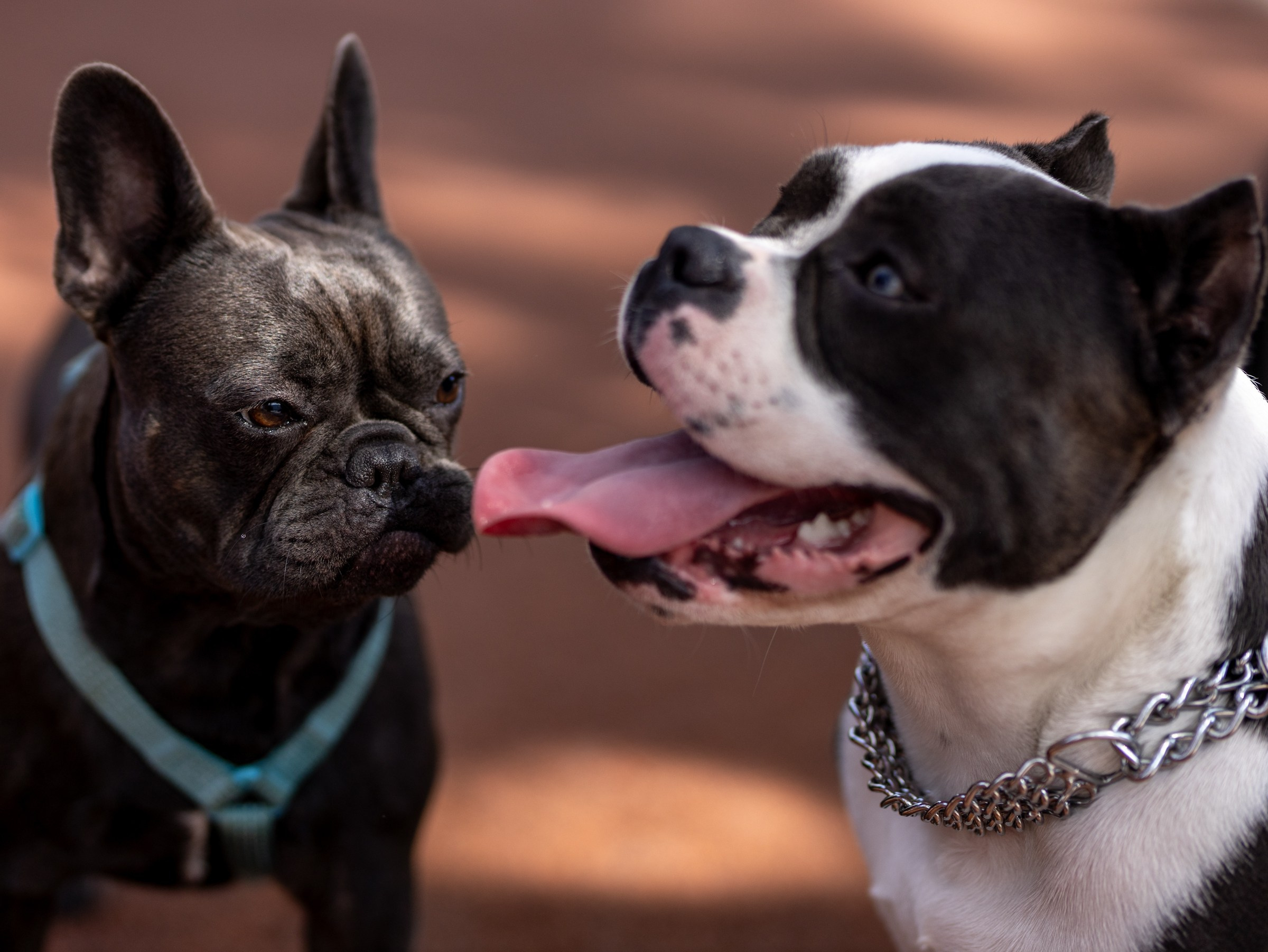 Марси и Катя. Фотограф-анималист в Москве Кириллова Татьяна