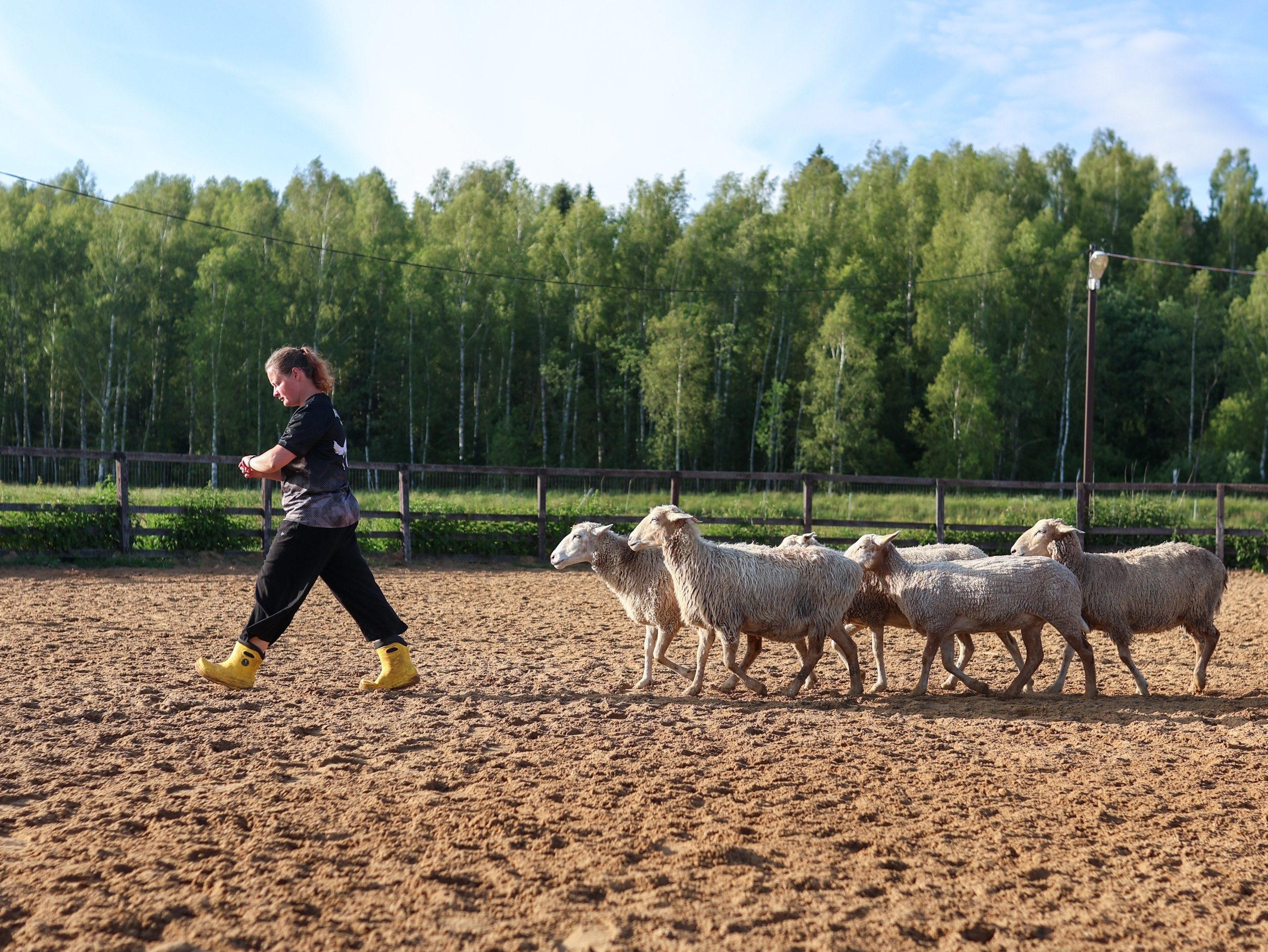 Пастьба. Фотограф-анималист в Москве Кириллова Татьяна