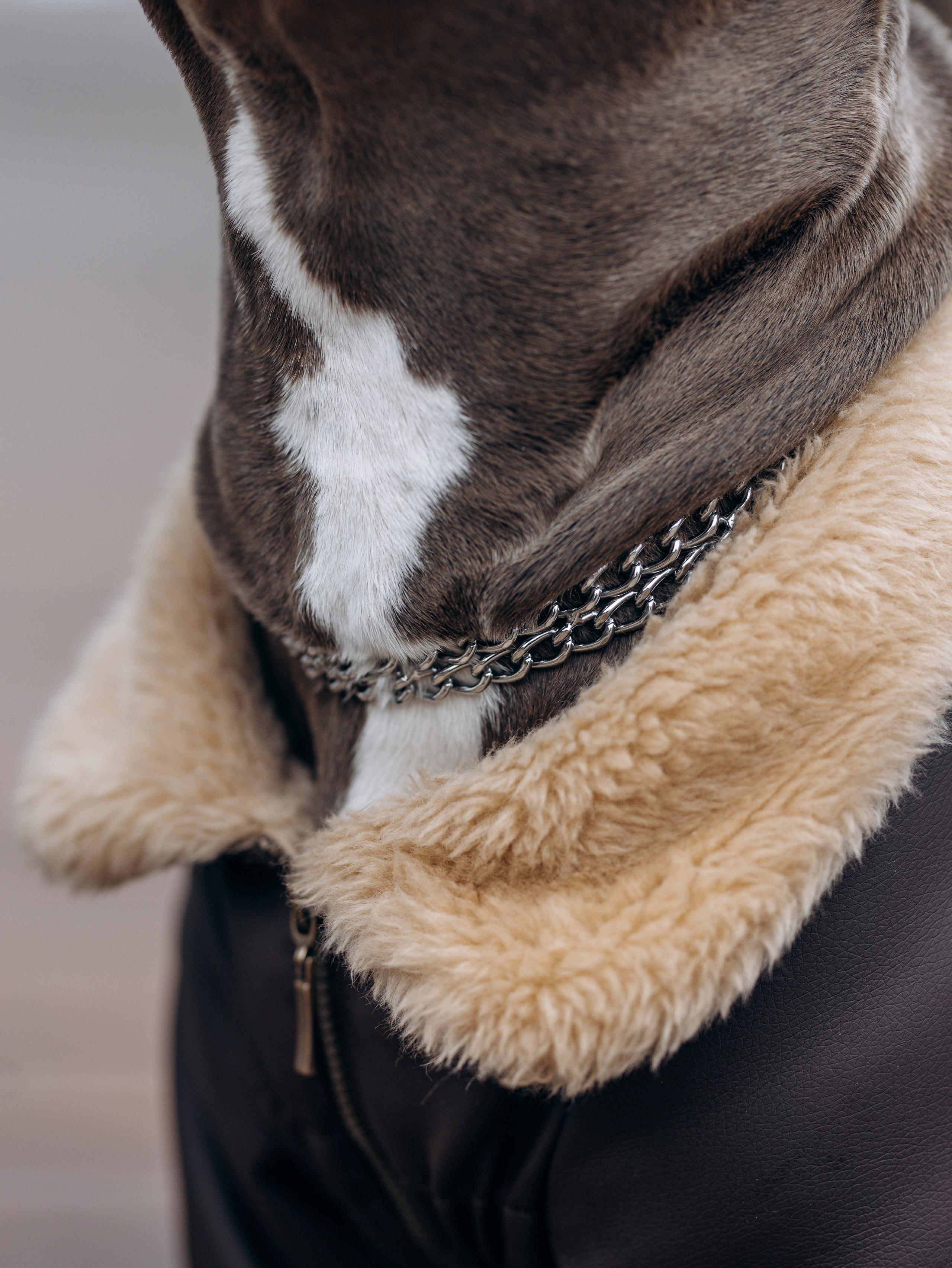 Зевс и Мария. Фотограф-анималист в Москве Кириллова Татьяна