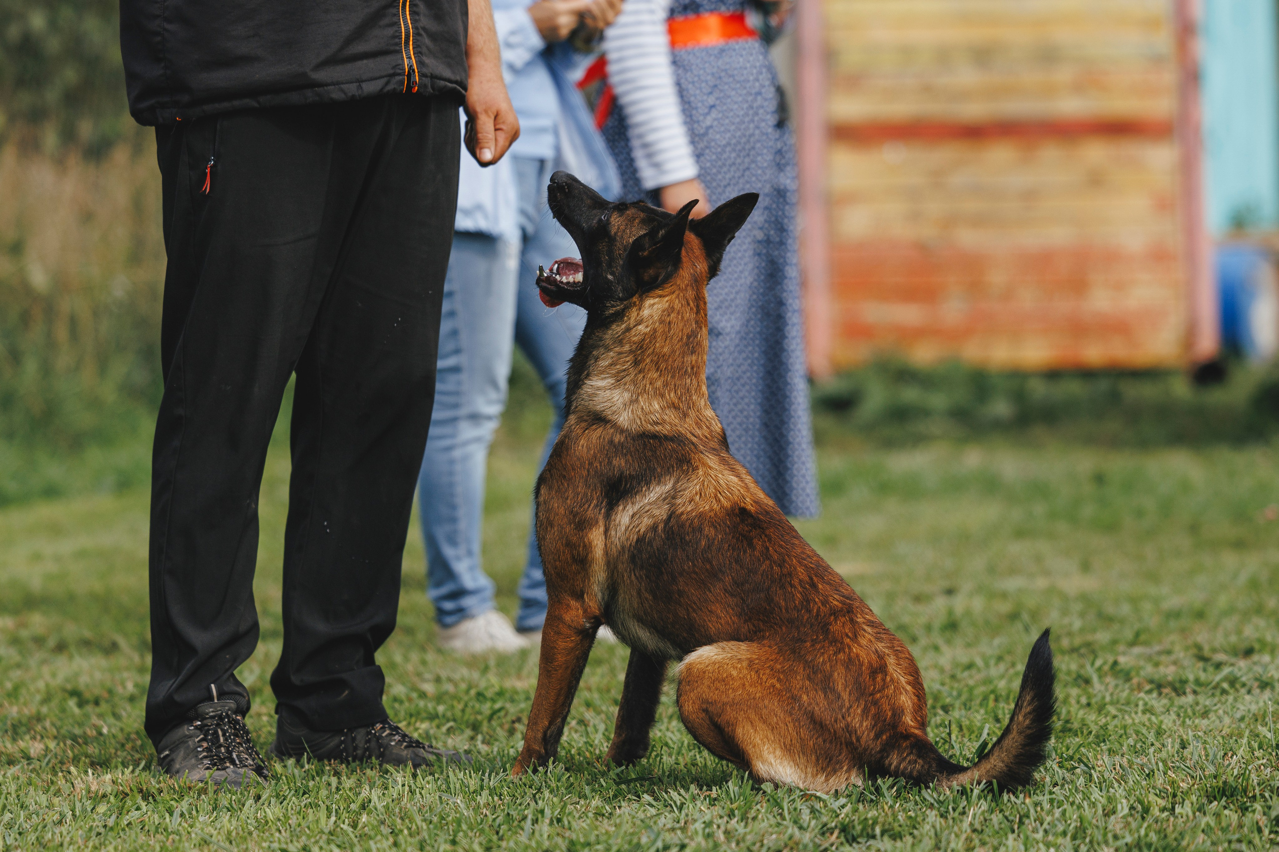 08.08.25-10.08.25 ЧР по мондьорингу г. Вологда. Фотограф-анималист Анна Маринич