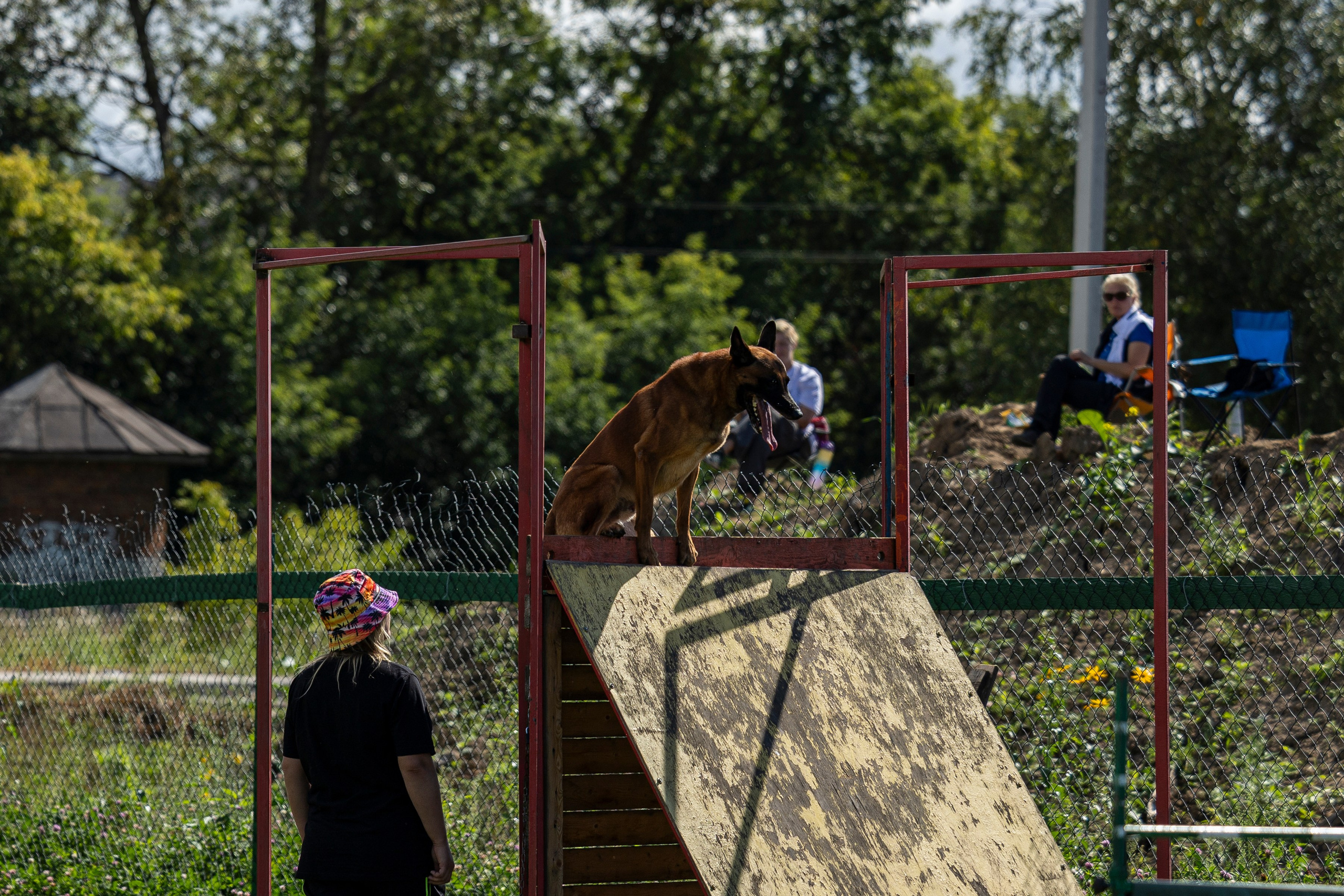 Соревнования по Мондьорингу г. Вологда 10-11.08.2024. Фотограф-анималист Анна Маринич