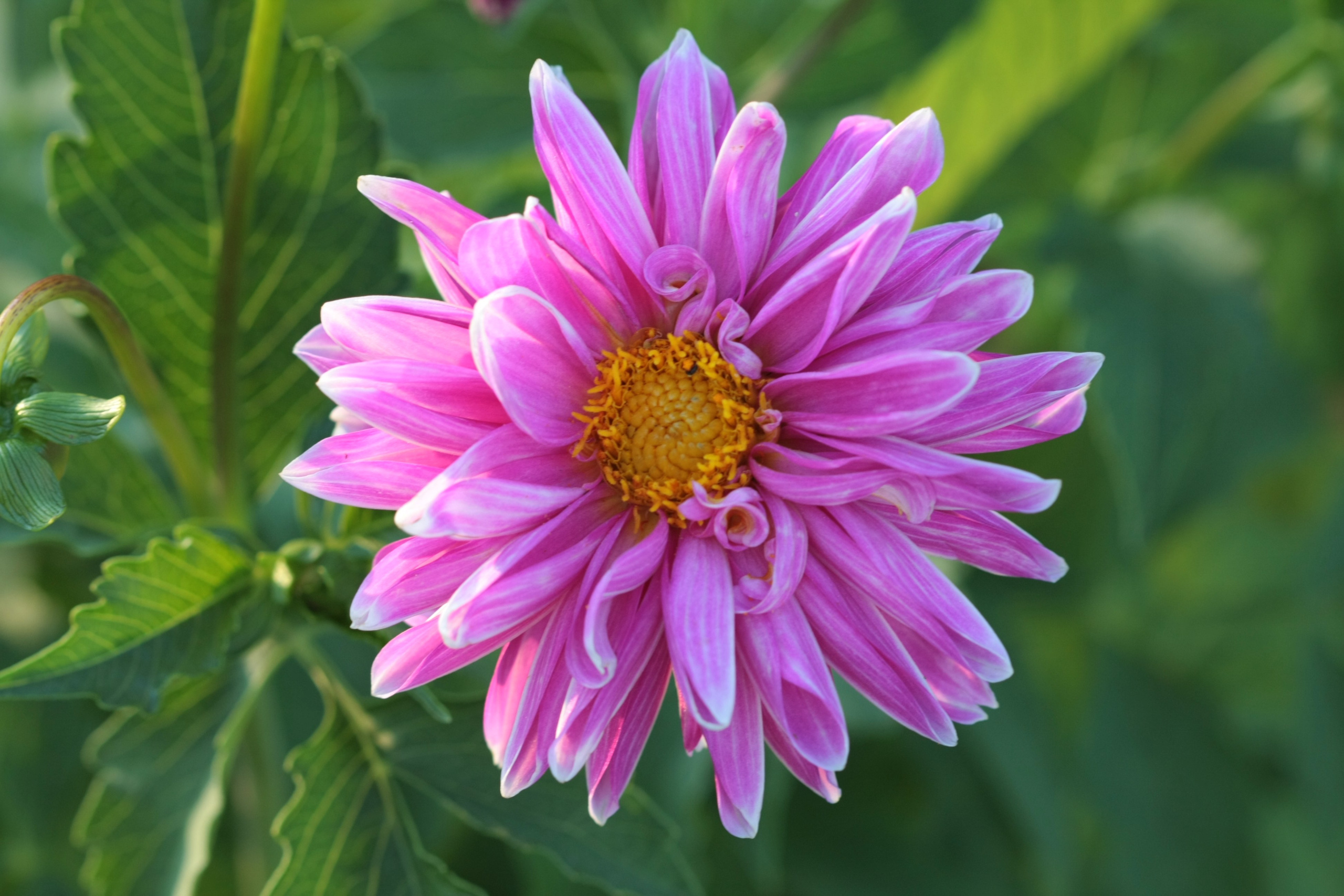 Фото Цветов. Студия Максима Белослюдцева