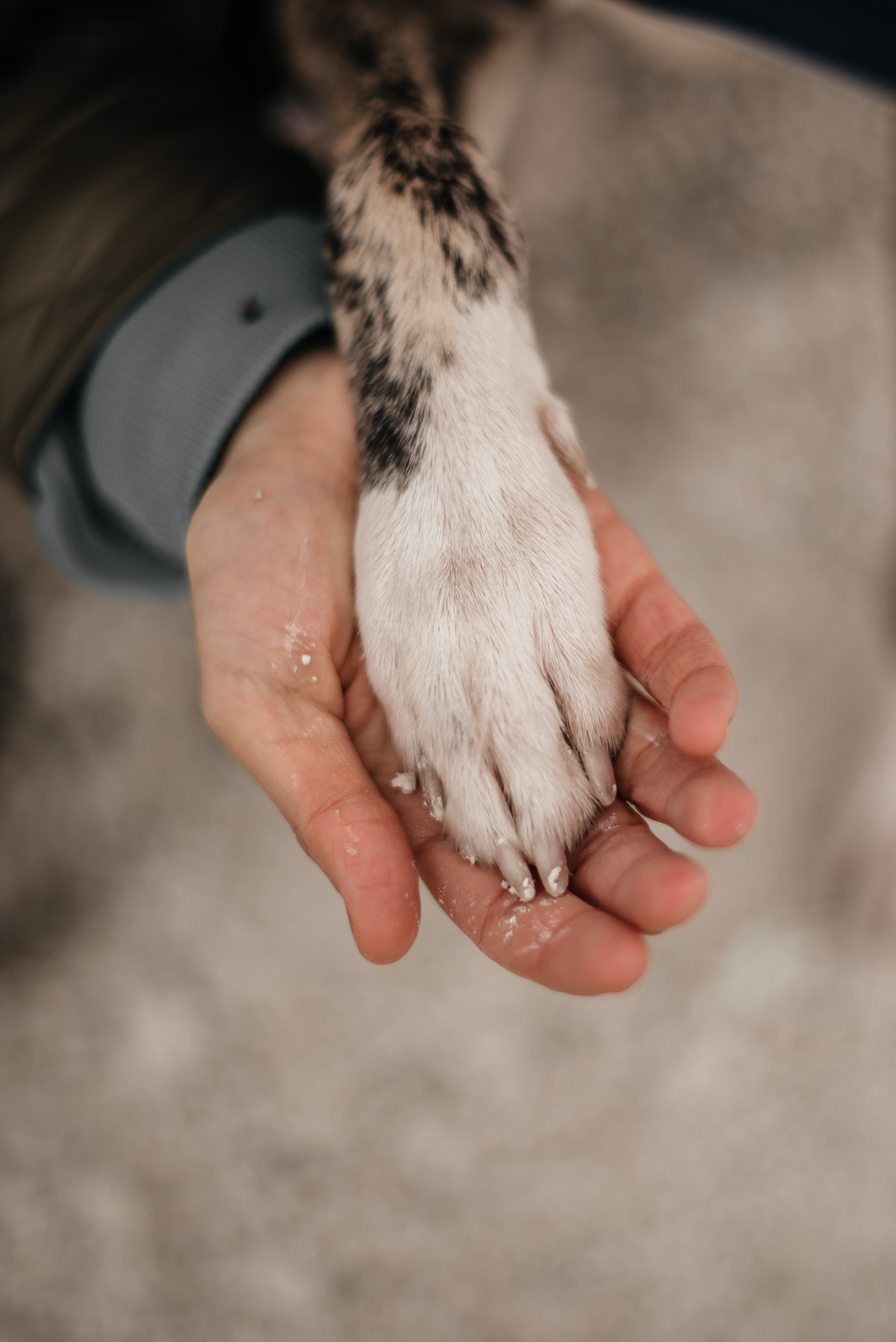 Алина. Свадебный и семейный фотограф в Белгороде