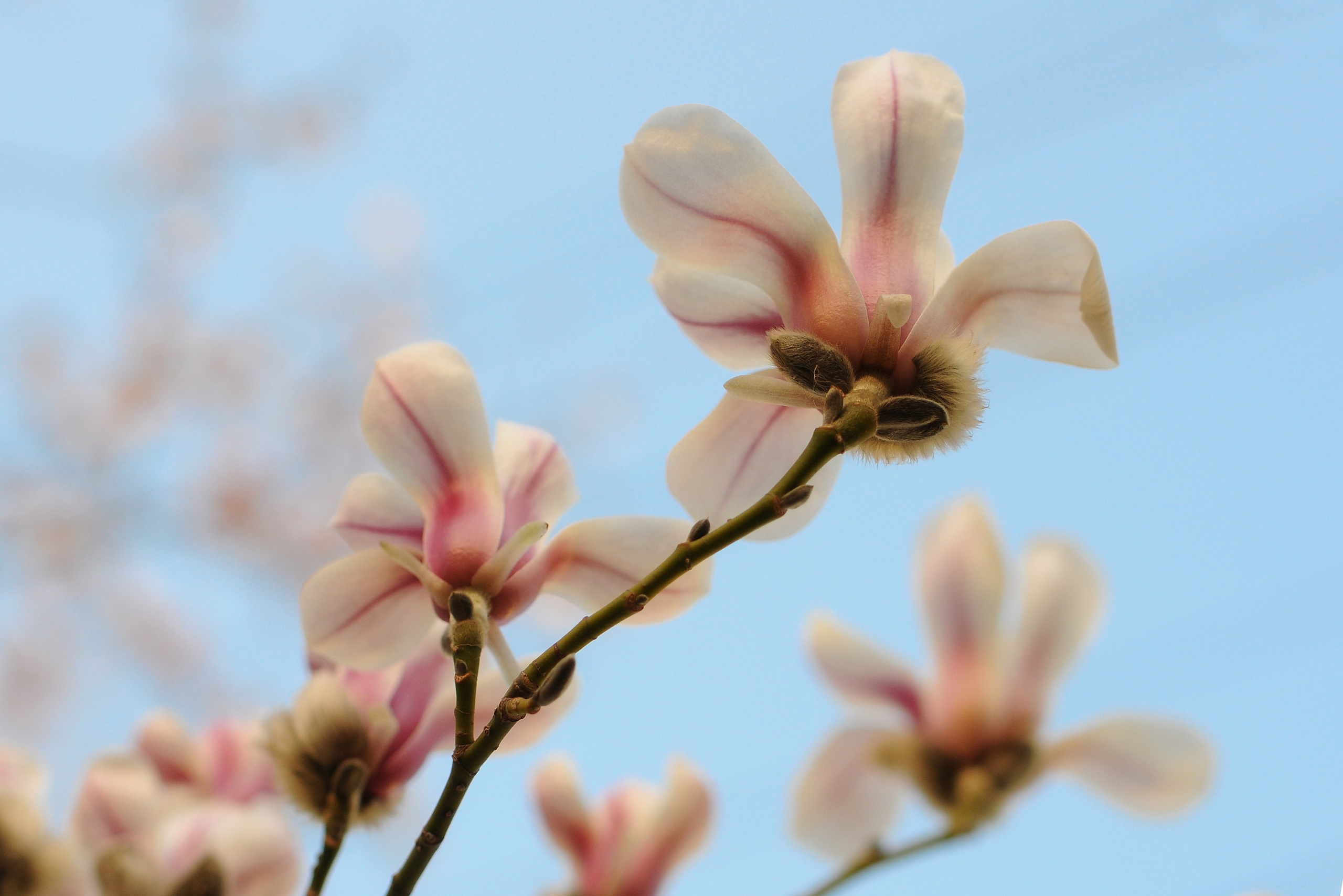 Весна. FotoGraf