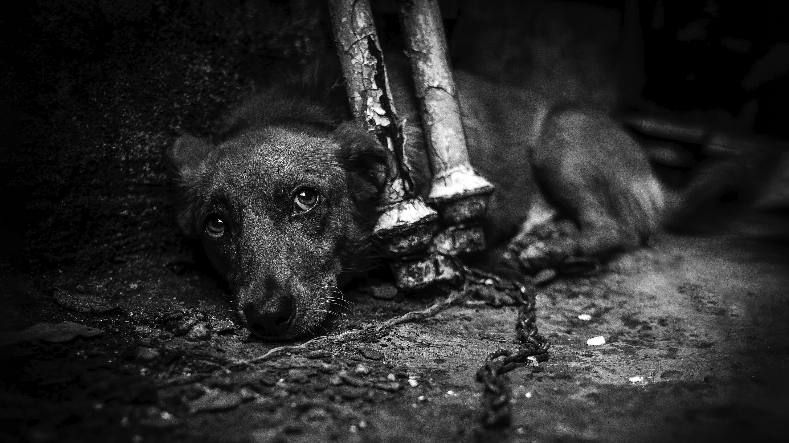 Фото и видеосъемка любых мероприятий в городе Краснодаре и Краснодарском крае. Щеколдин Антон