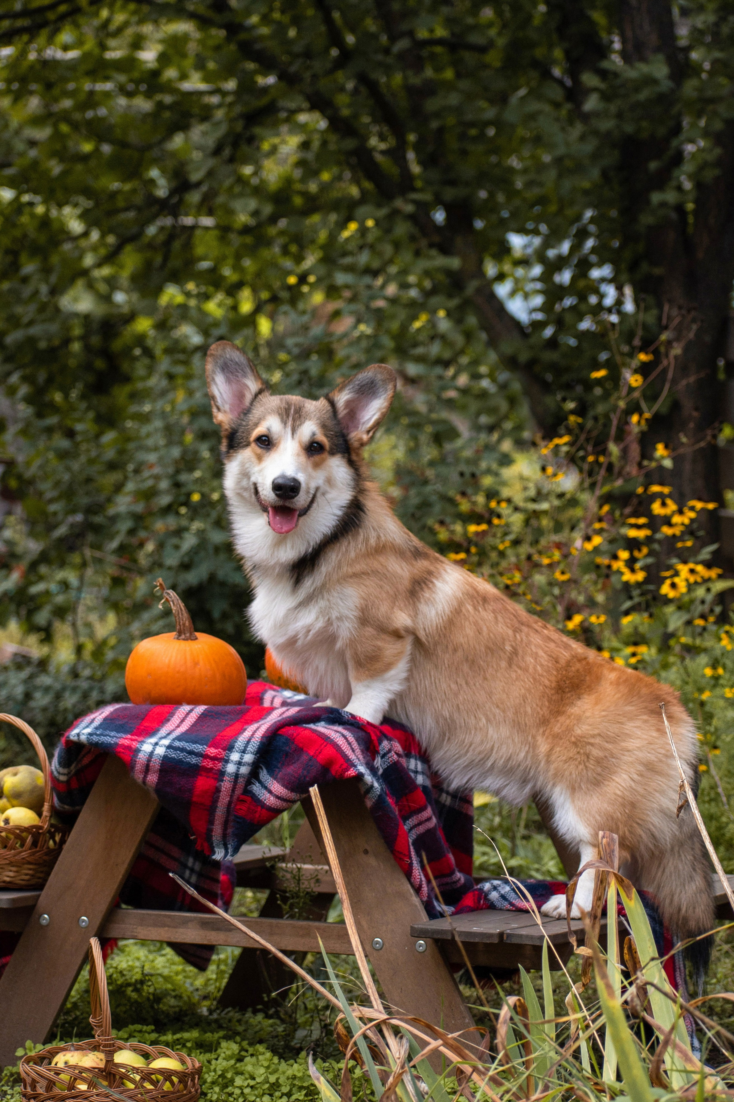 Фотопрогулки. Фотограф анималист в Ростове I Гончарова Анна