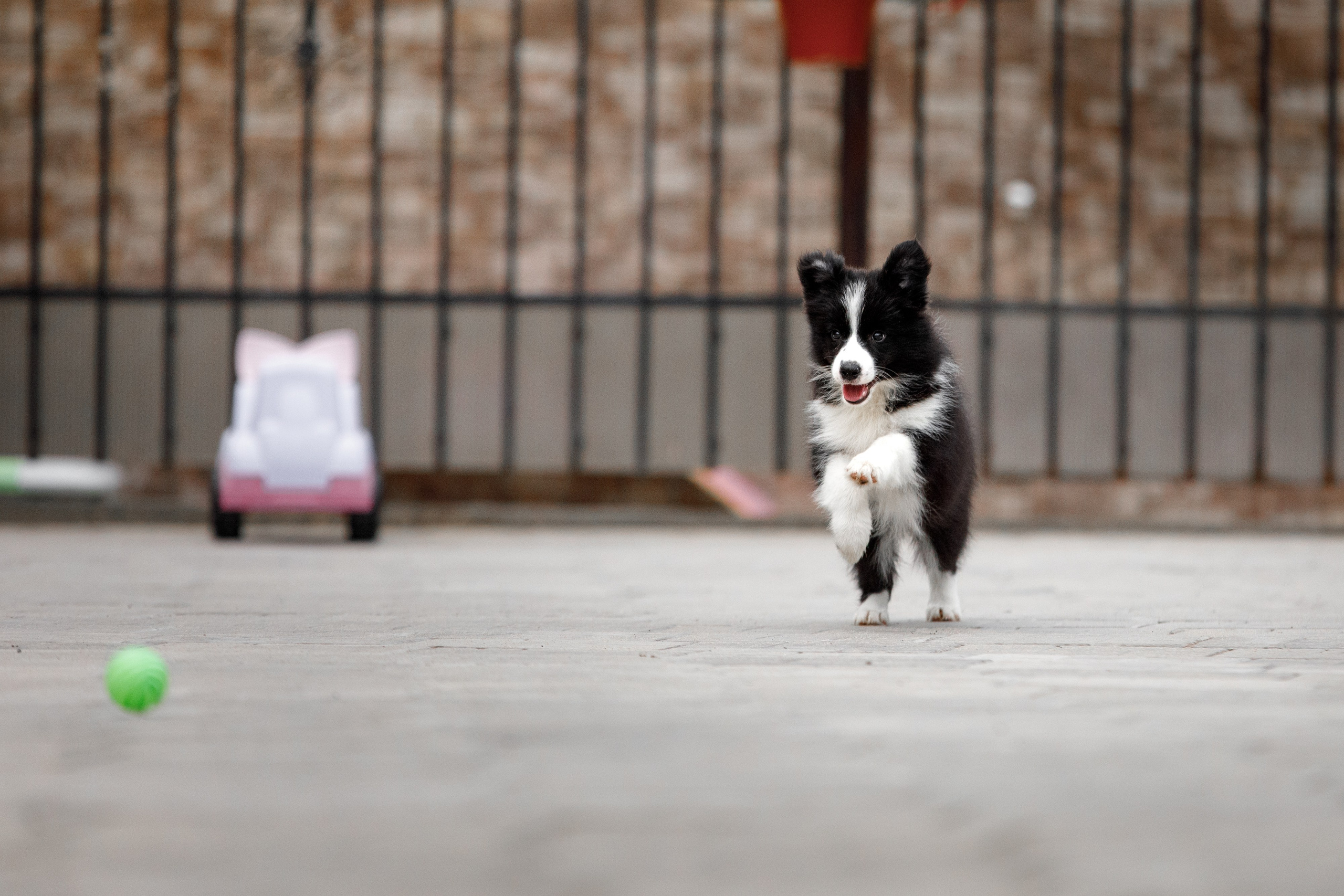 Болтовня в саду. О нас