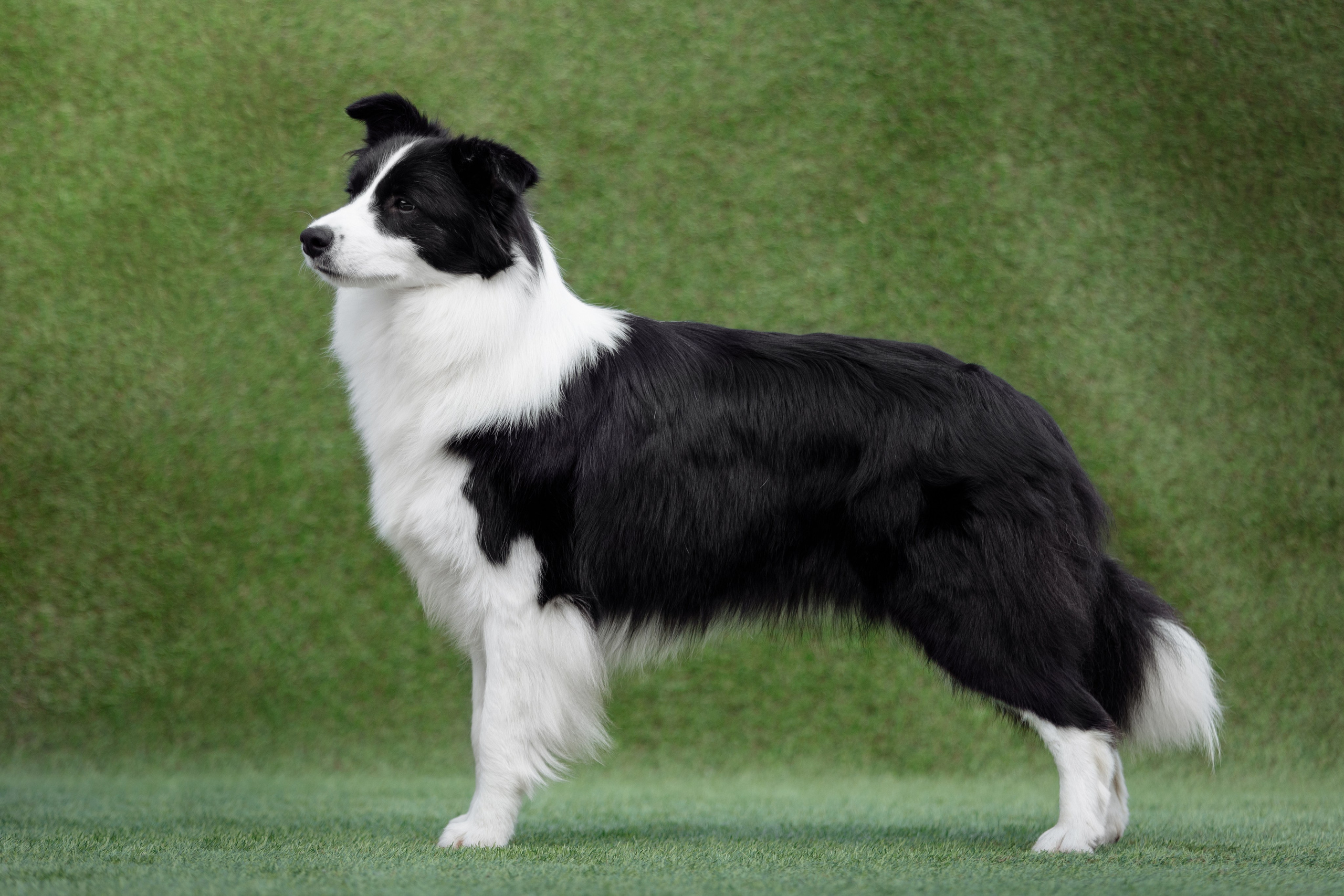 Wild Storm Lay Lady Lay — Лиза. О нас