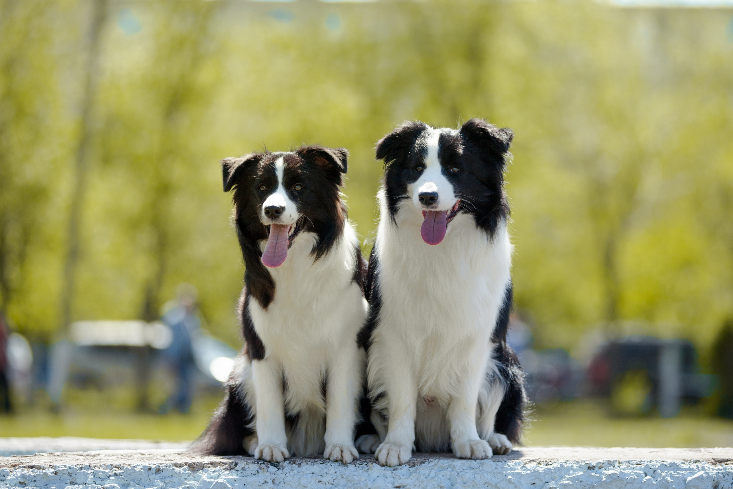 Зеленое в Оренбурге 19. О нас