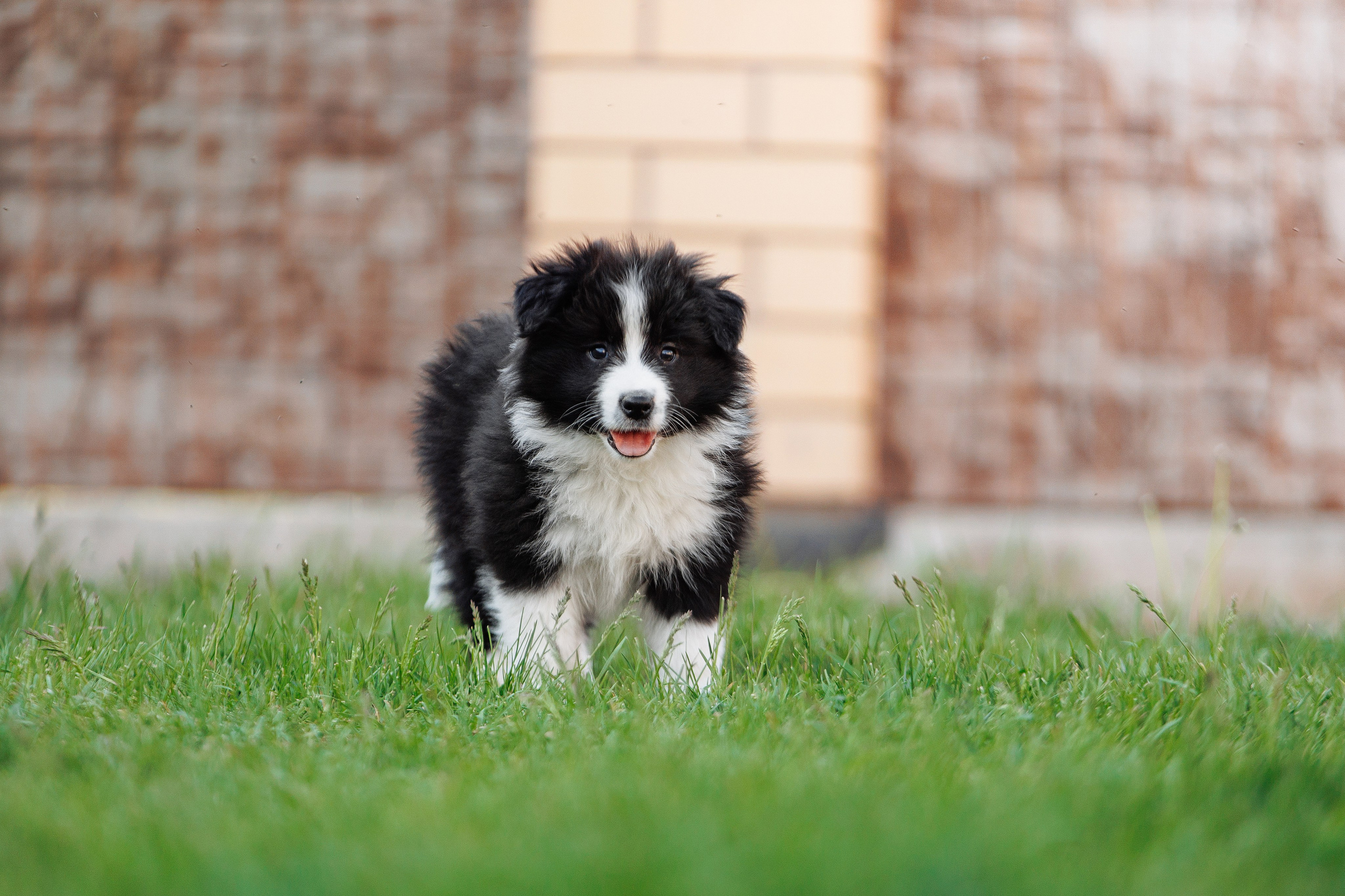 Пушистое. О нас