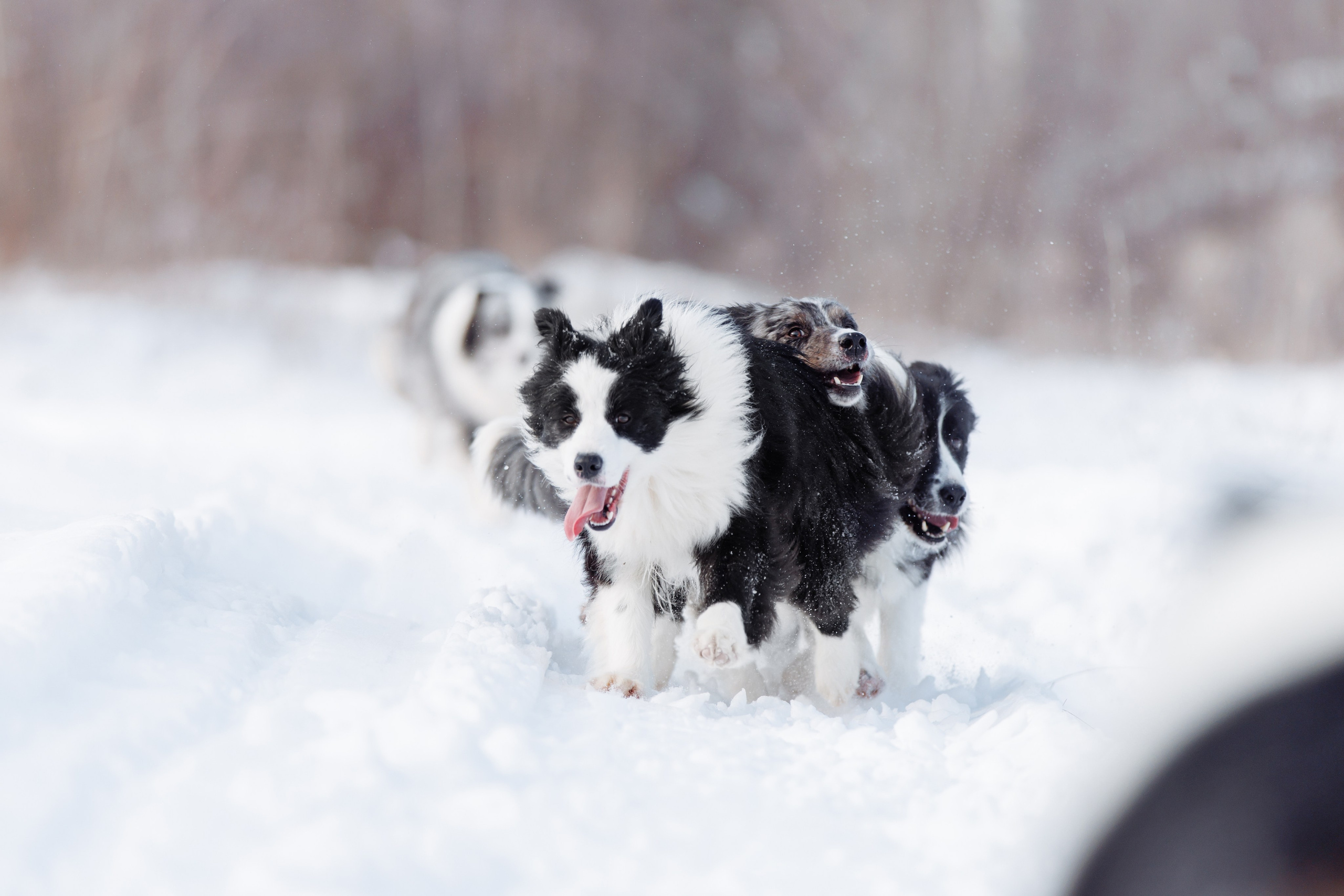 Яркий январь. О нас