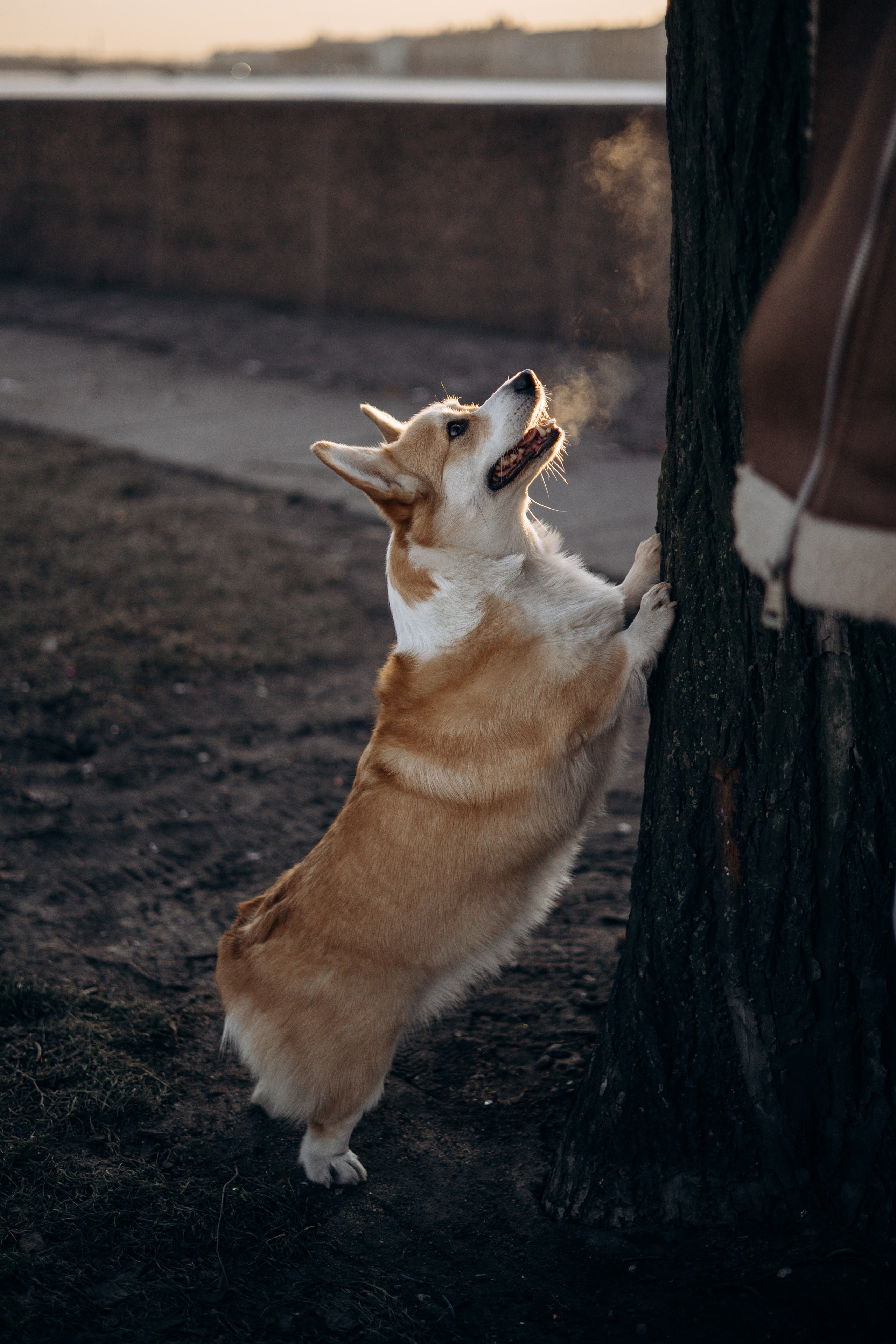 Настя и Ева. Фотограф — Анималист | Санкт-Петербург
