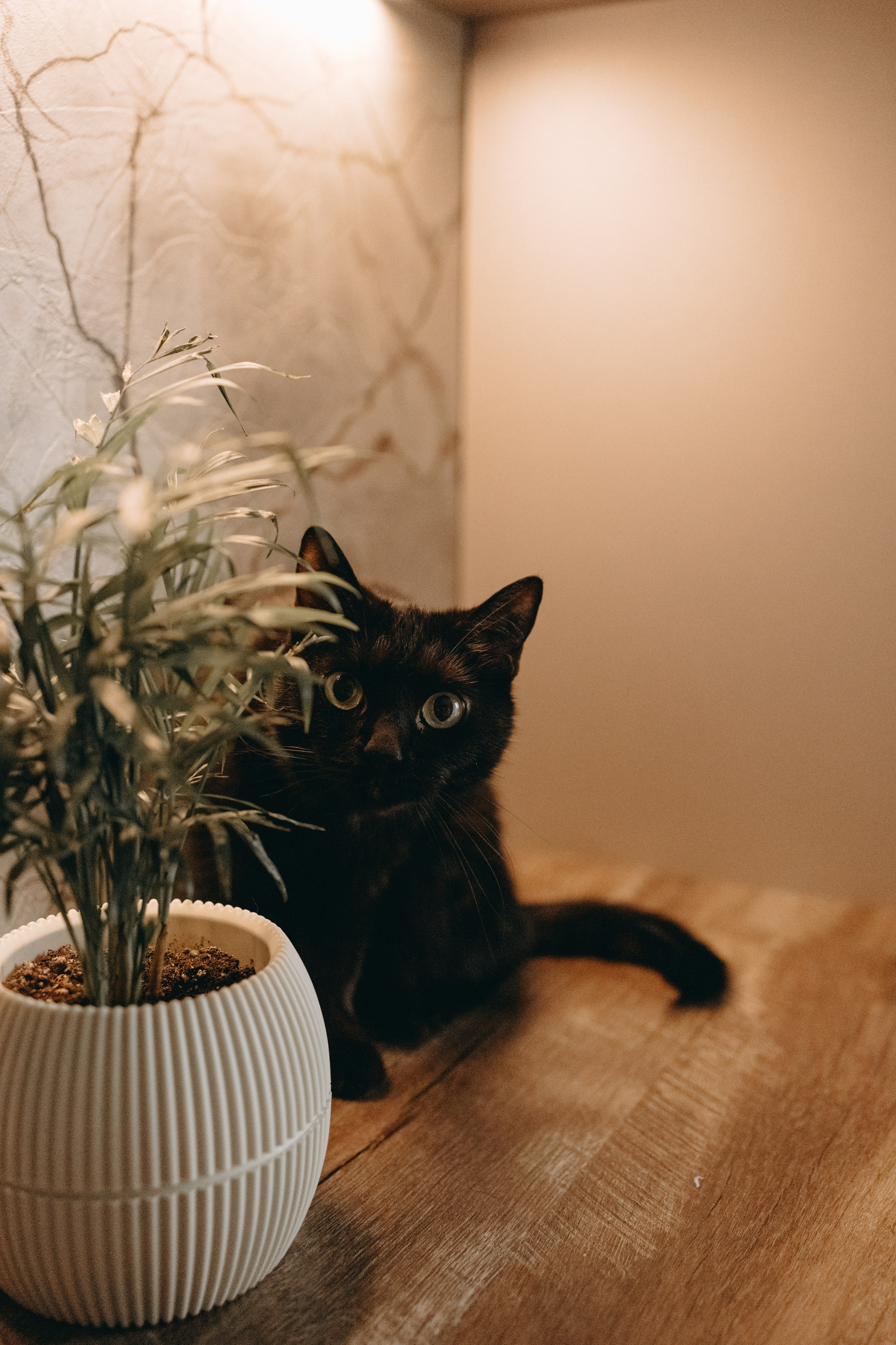 Настя, Никита и их Гром и Мяу. Фотограф — Анималист | Санкт-Петербург