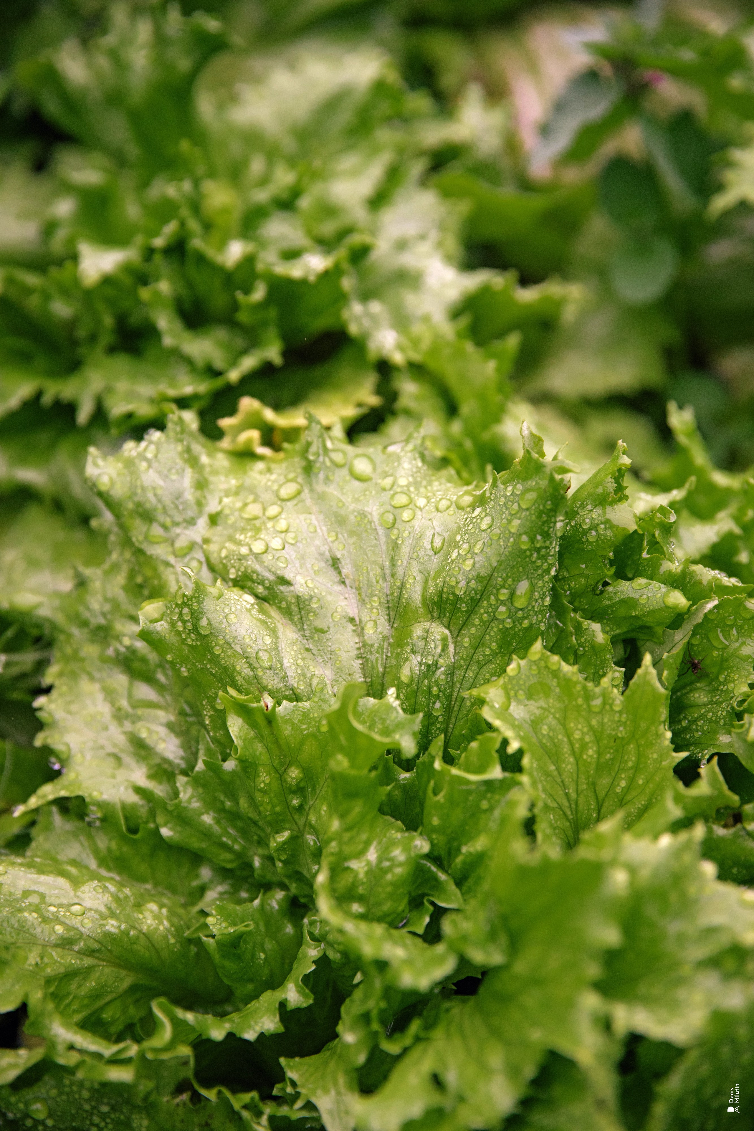 Женский Митрофаниевский скит Важеозерского мужского монастыря. Портретный фотограф Денис Милютин