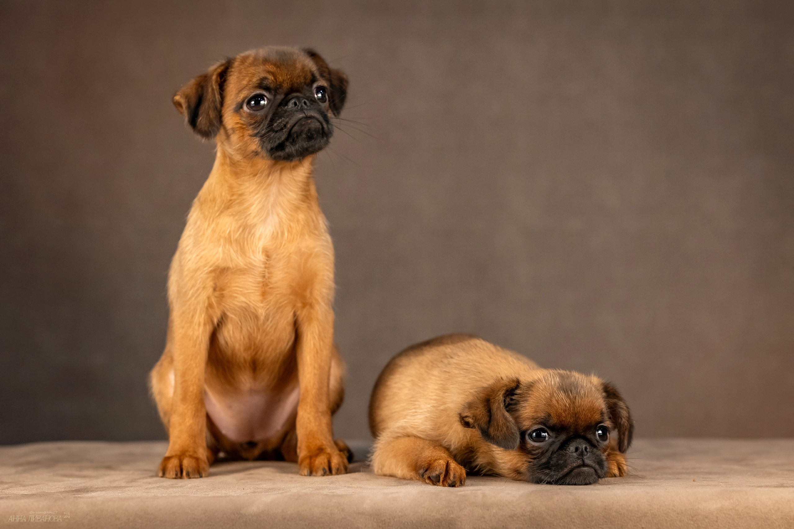 Гриффончики. Фотограф анималист Аня Ливанова | Рыбинск