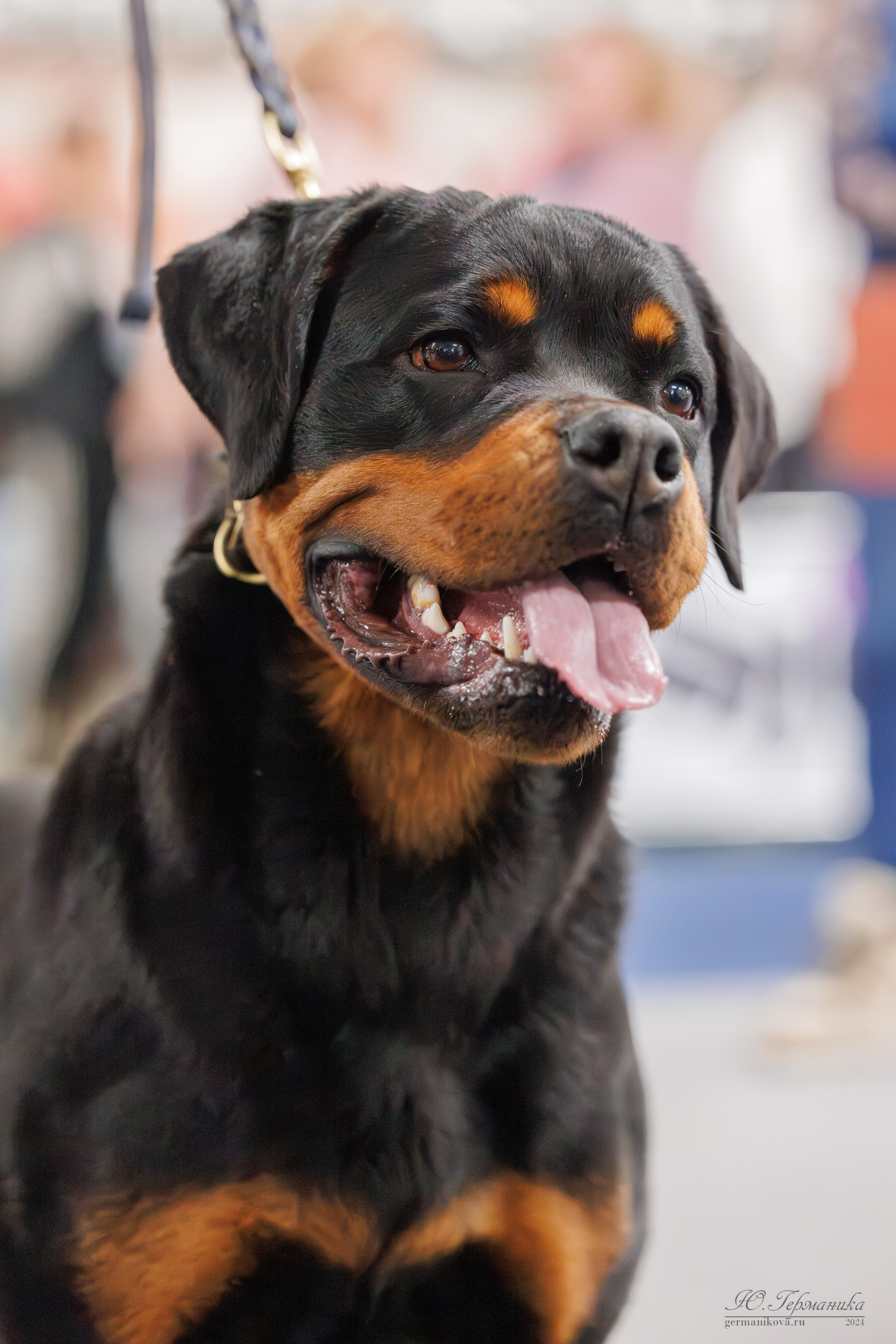 Сфера и Крокус 8,9,16 и 30.03.2025. Фотограф-анималист Юлия Германика