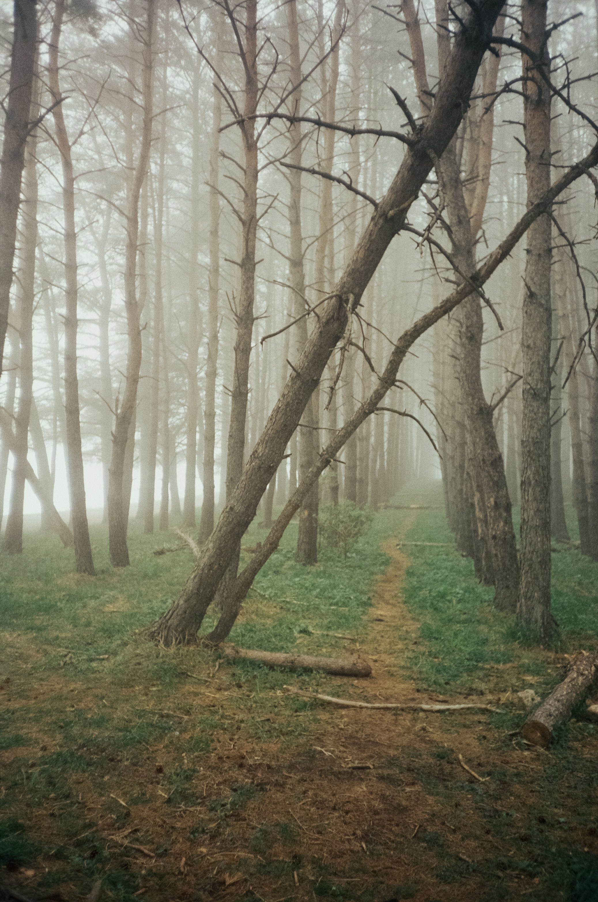 Дорога к Джилы-Су и лошадки в тумане. Фотограф-документалист Мария Осокина