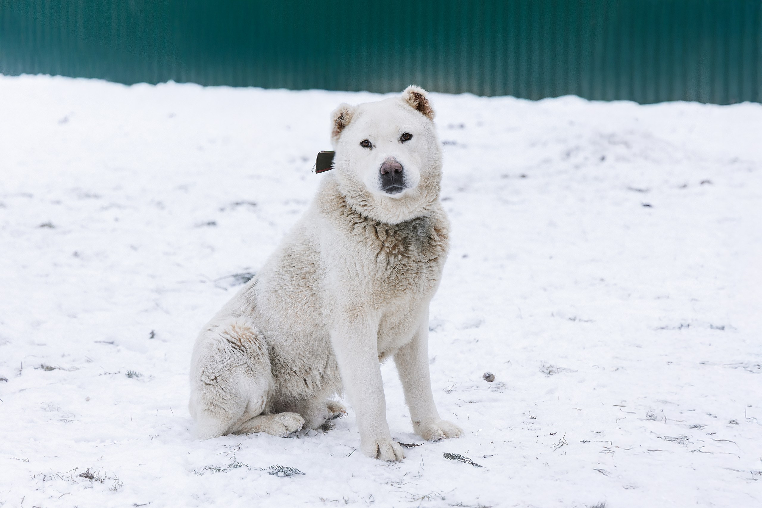 Пиар. Фотограф Ирина Астор