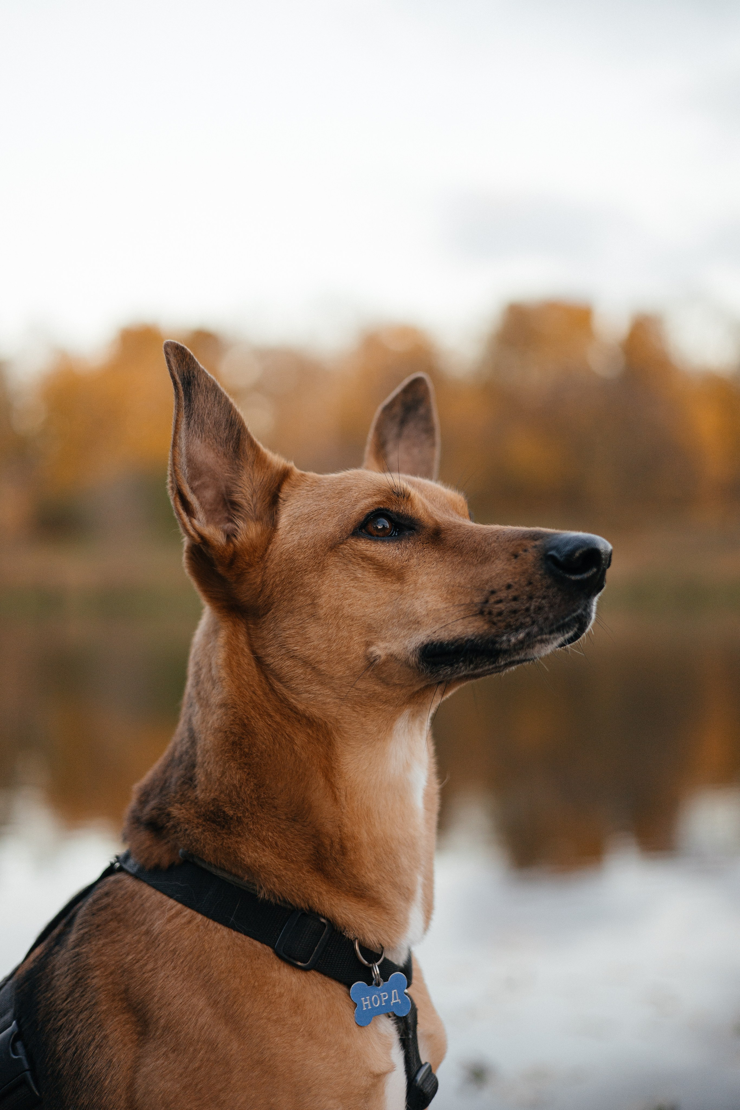 Нелли, Лёша, Рэй и Норд. Фотограф Анна Луценко Москва