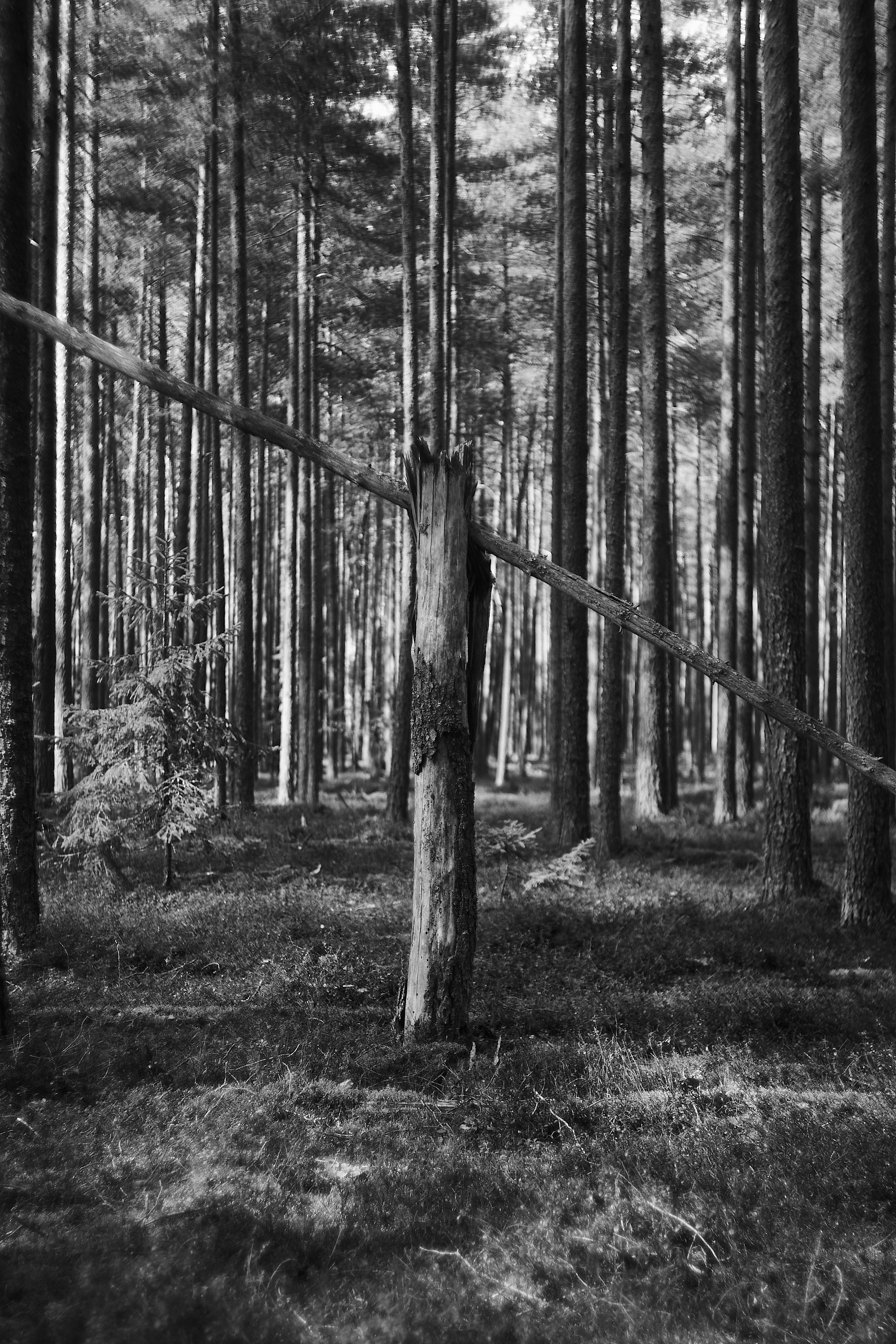 Формы Дерева 22г -…. Фотограф и оператор мероприятий, концертов и портретов в городе Москва