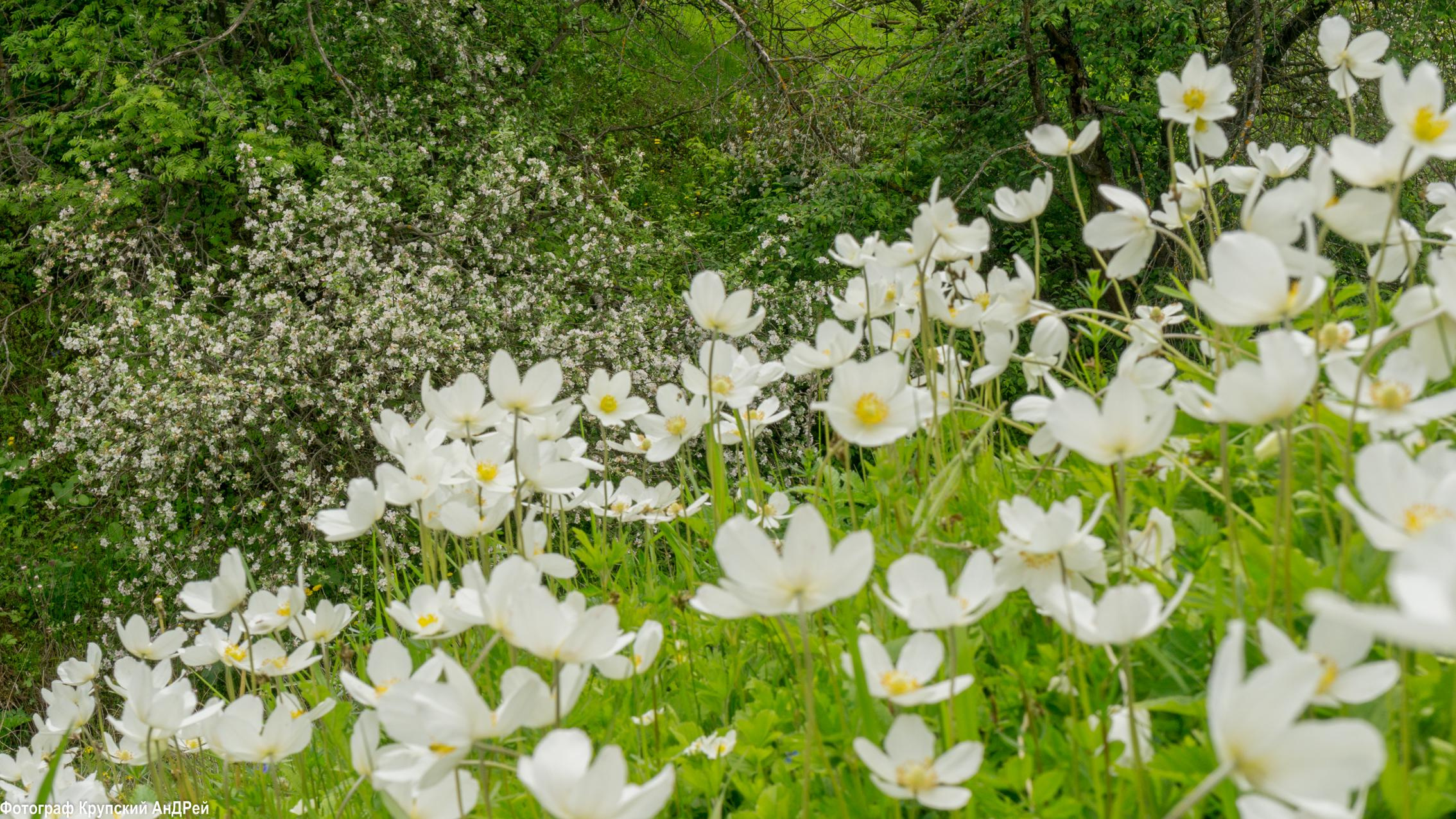 Просторы Алексина. Фотограф в Туле Крупский АнДРей. Фотостудия «КАДР71» в Туле