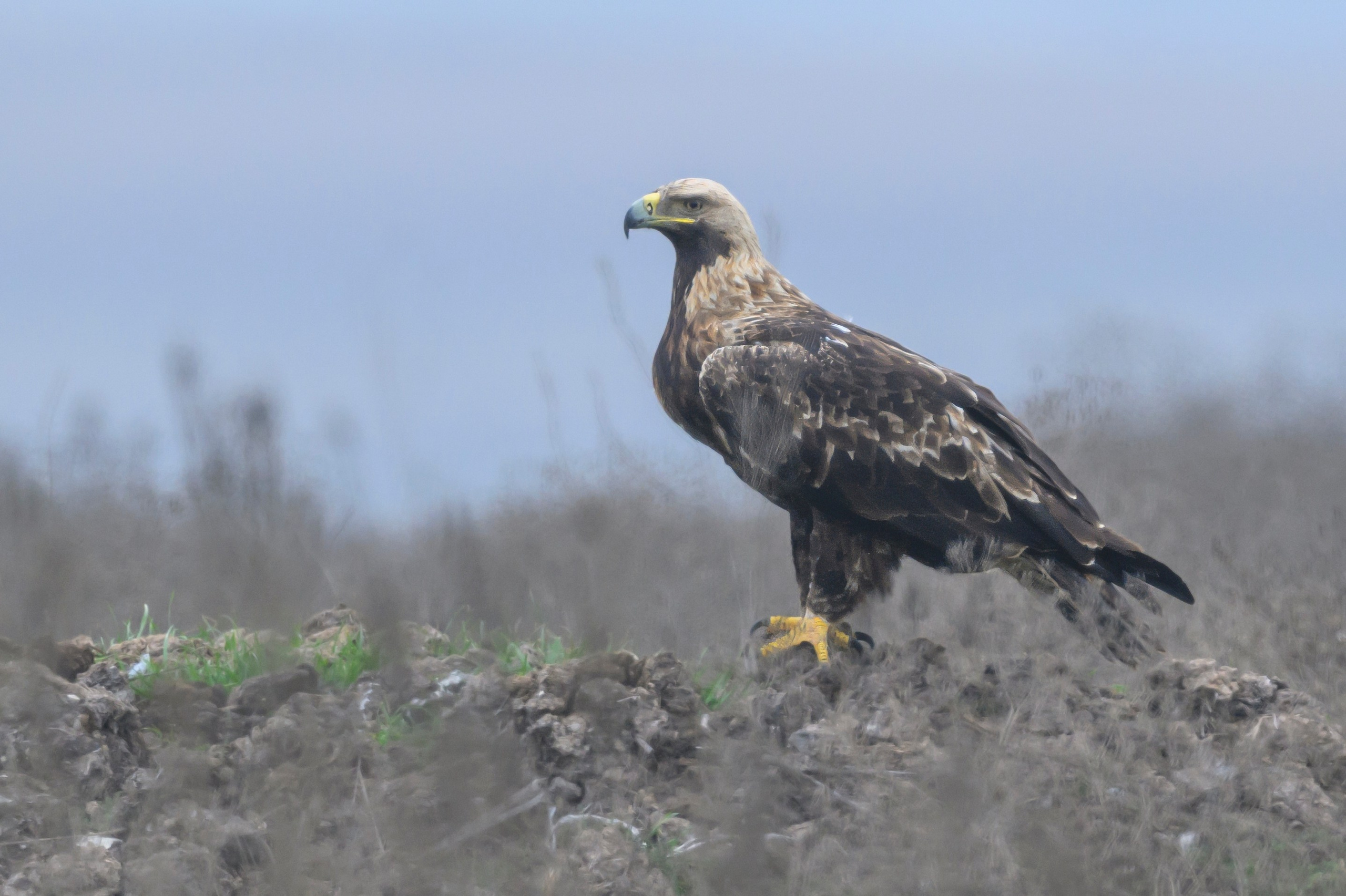 Дагестан. Ноябрь 2025. Фотограф Сергей Пупонин