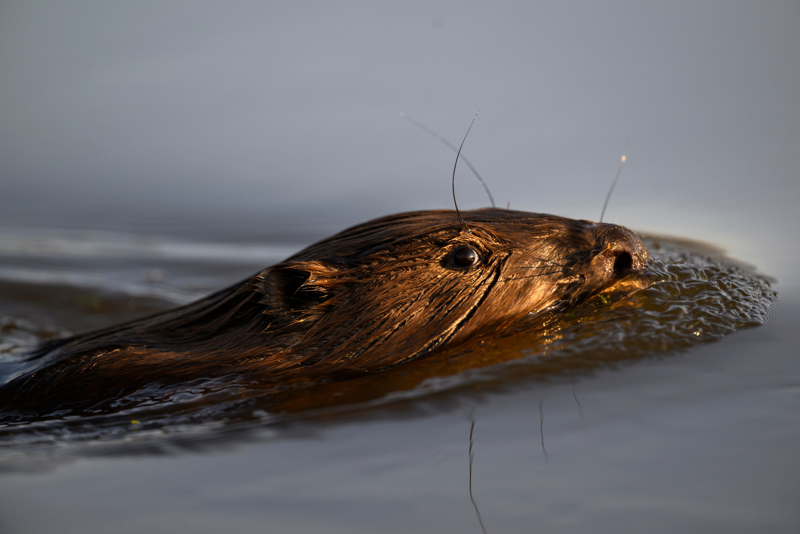 Бобр и большие веретенники. Фотограф Сергей Пупонин