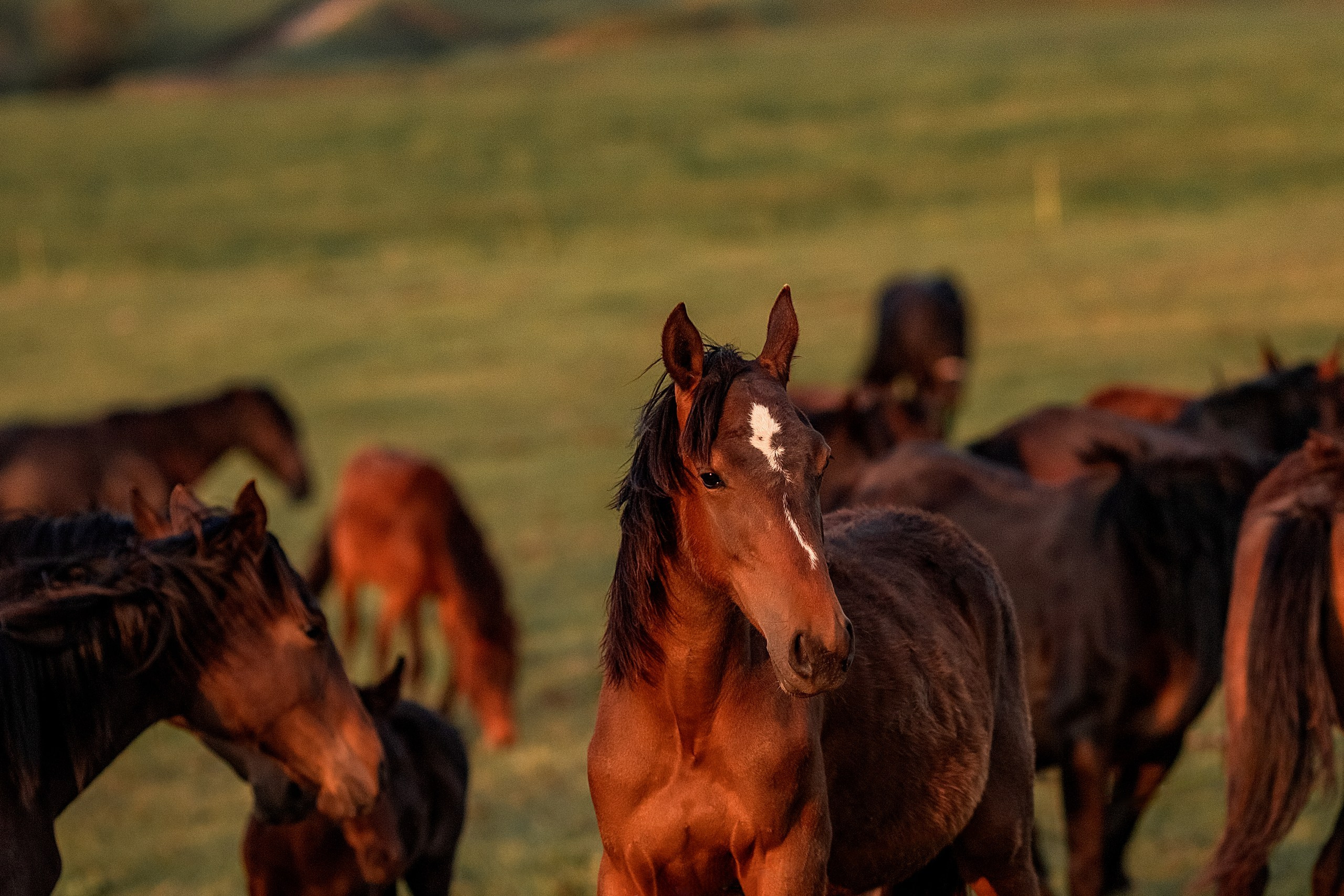 Майское закатное. BrisArts