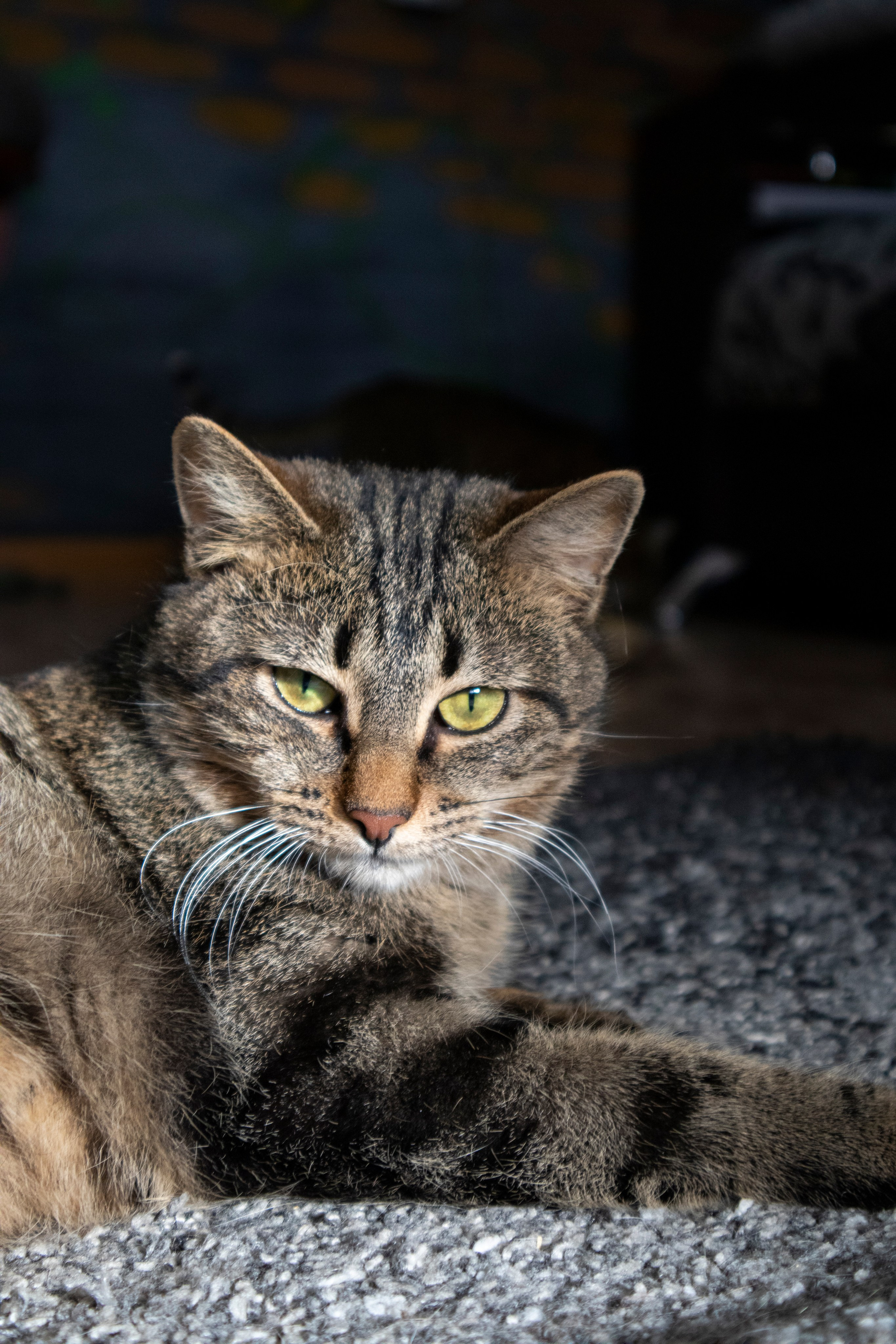 Животные. Фотограф Красноярск | Касьянова Мира