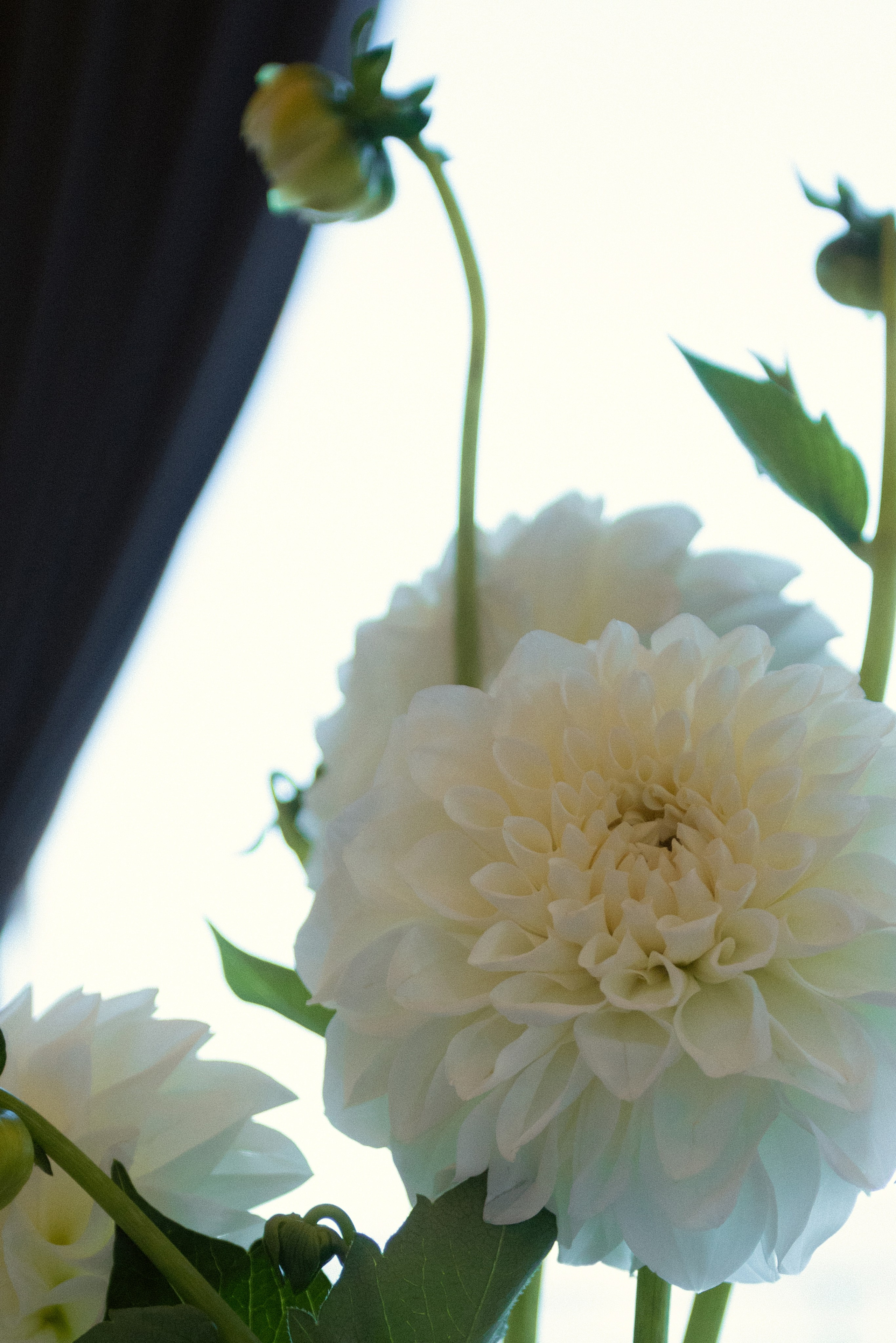 Матвей и Екатерина. Свадебный и семейный фотограф в Анапе/Новороссийске Виктория Чайка