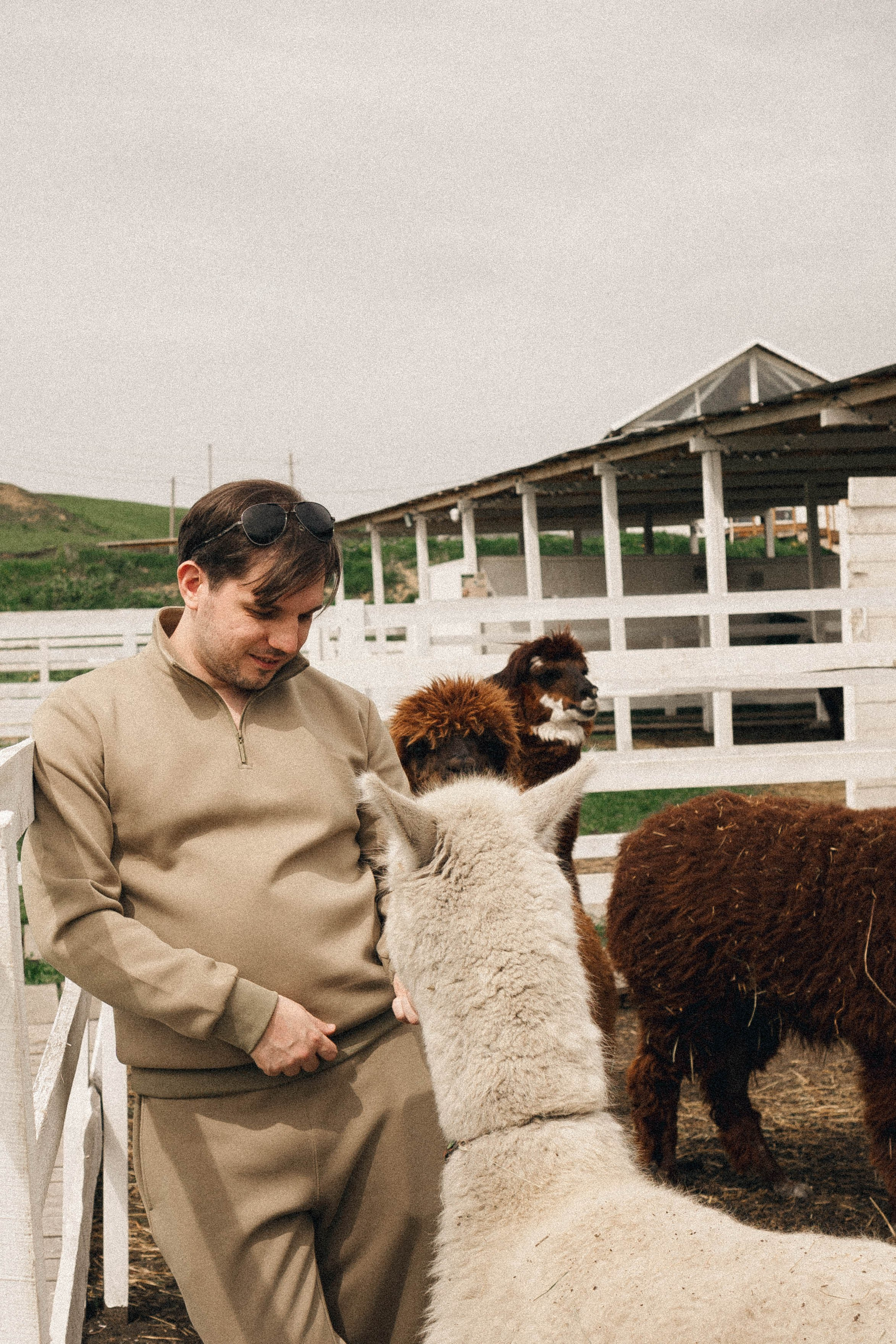 Ферма Альпак. Профессиональный фотограф, Санкт-Петербург — Виктория Богомолова