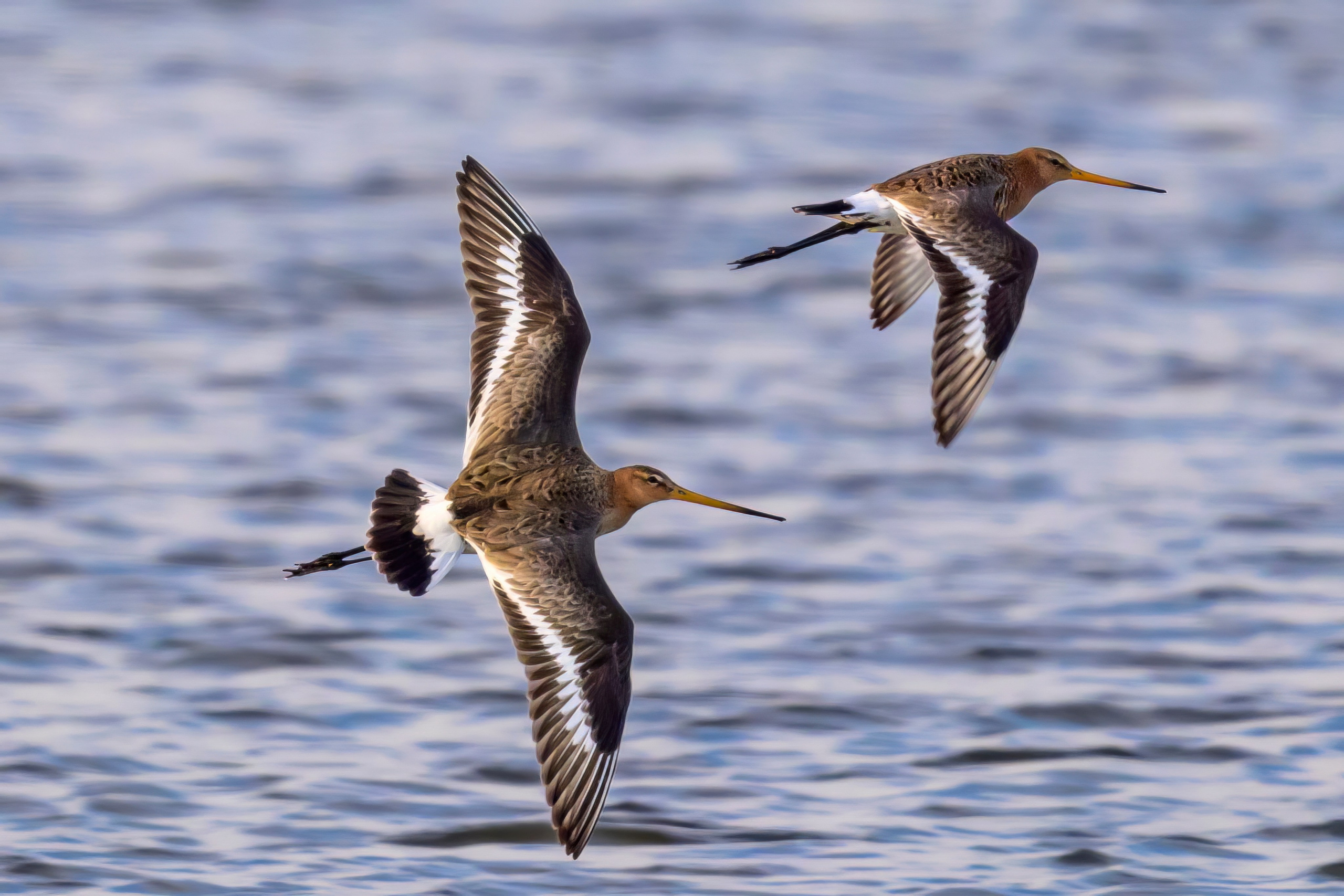 Веретенник. Фотограф Сергей Пупонин