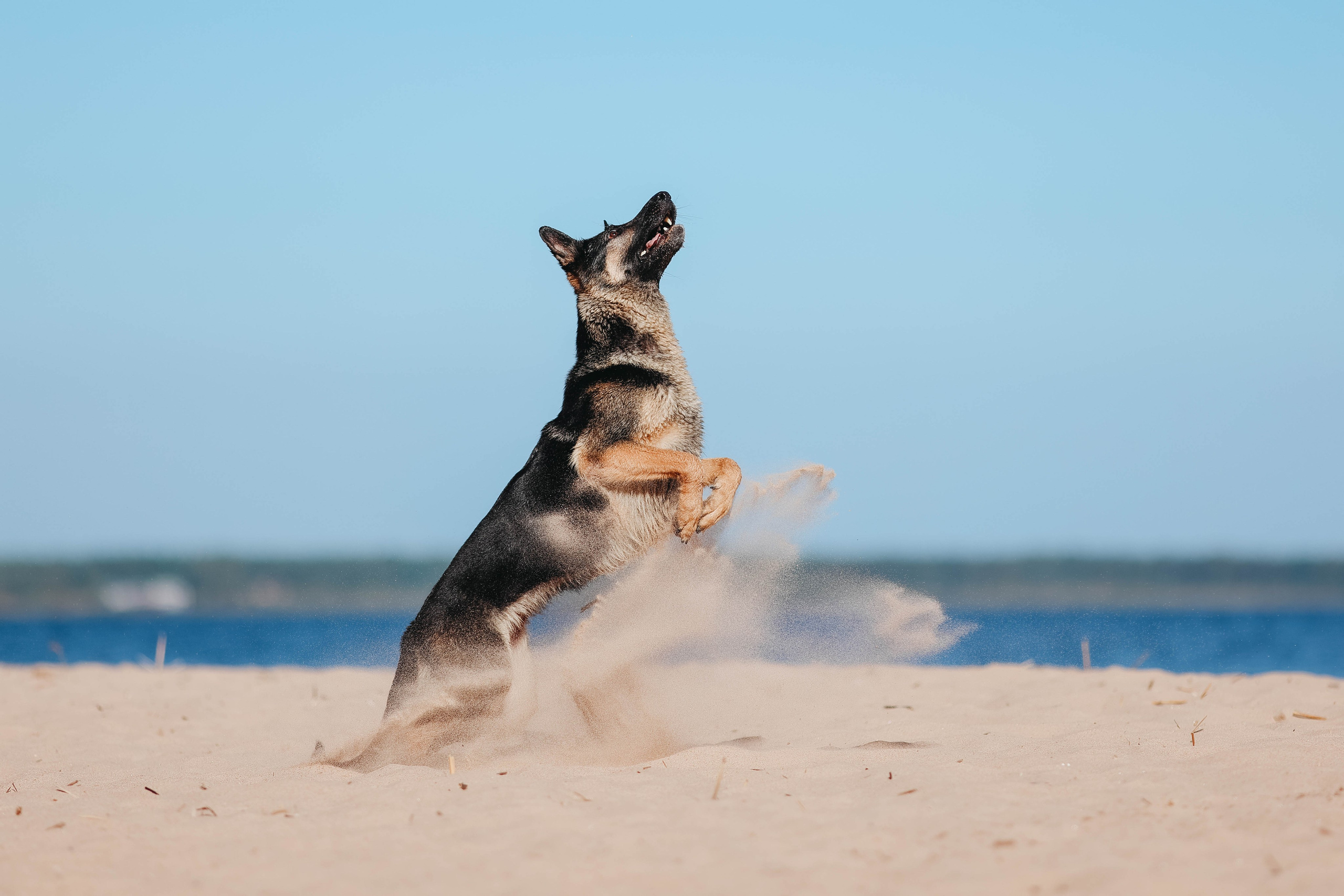 На природе. Фотограф- анималист Санкт-Петербург