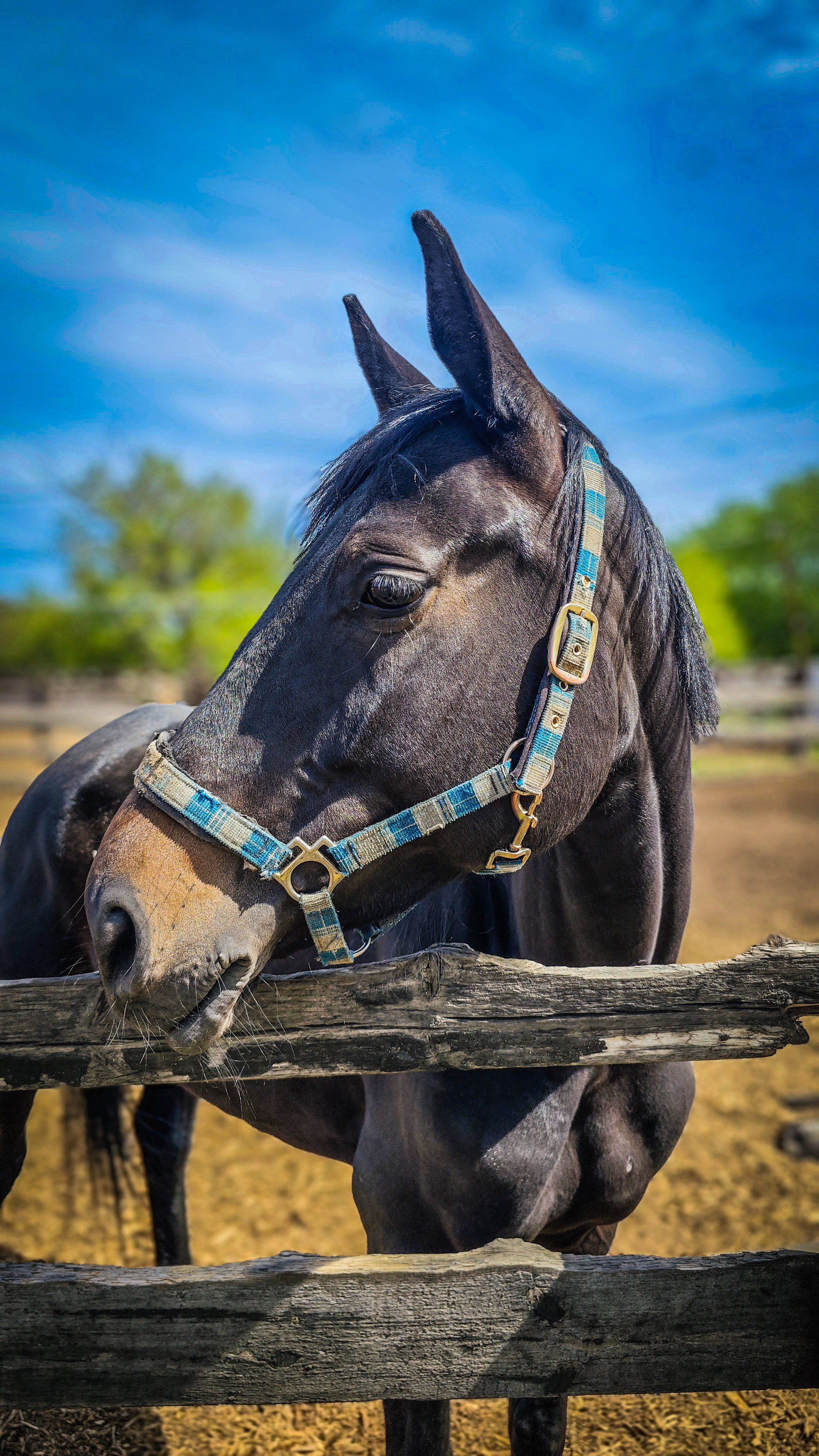 Красноярский ипподром. Открытие сезона 2025. Игорь Урывский. Фотограф Красноярск