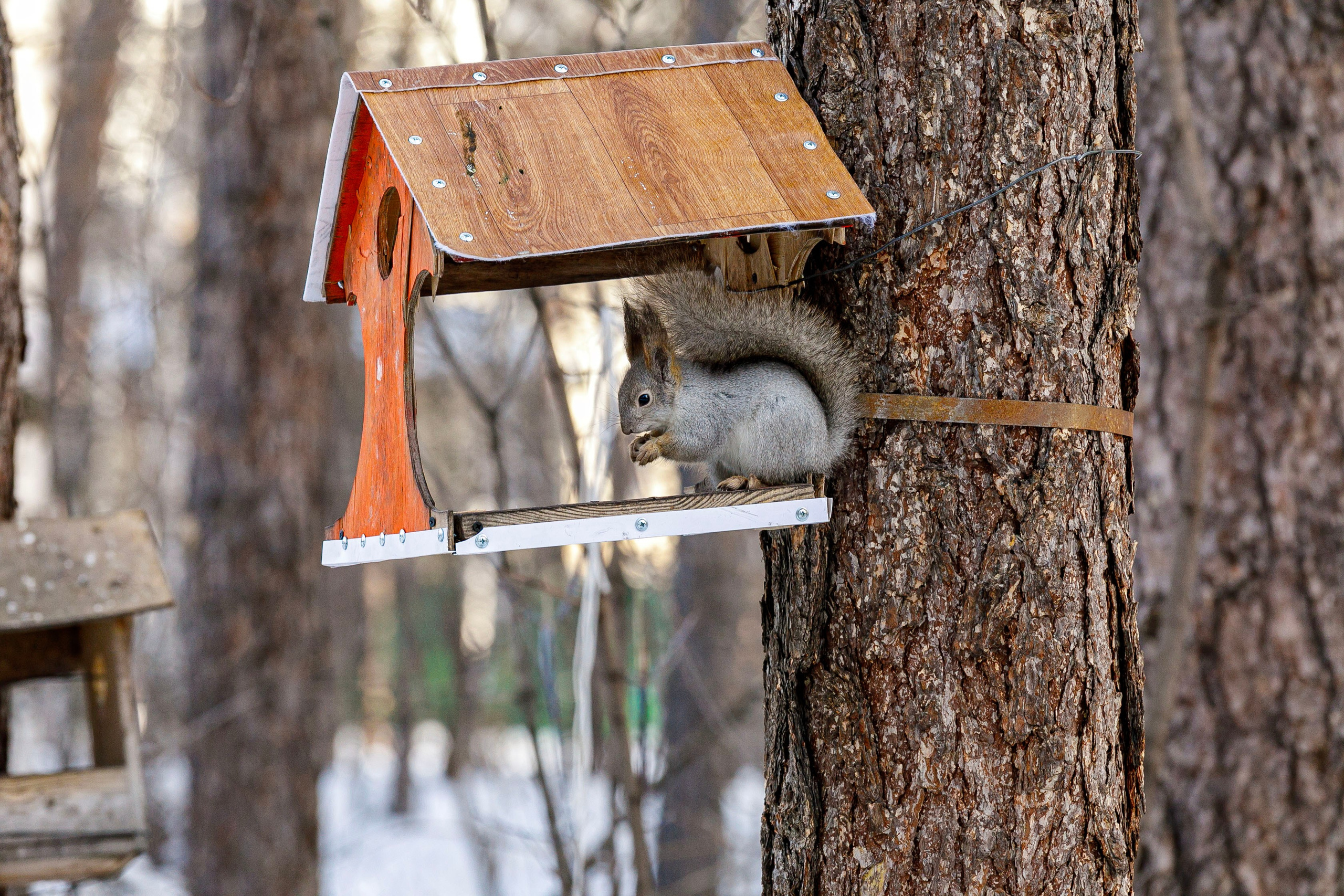 Белки / Squirrels. Фотограф Андрей Гузеев