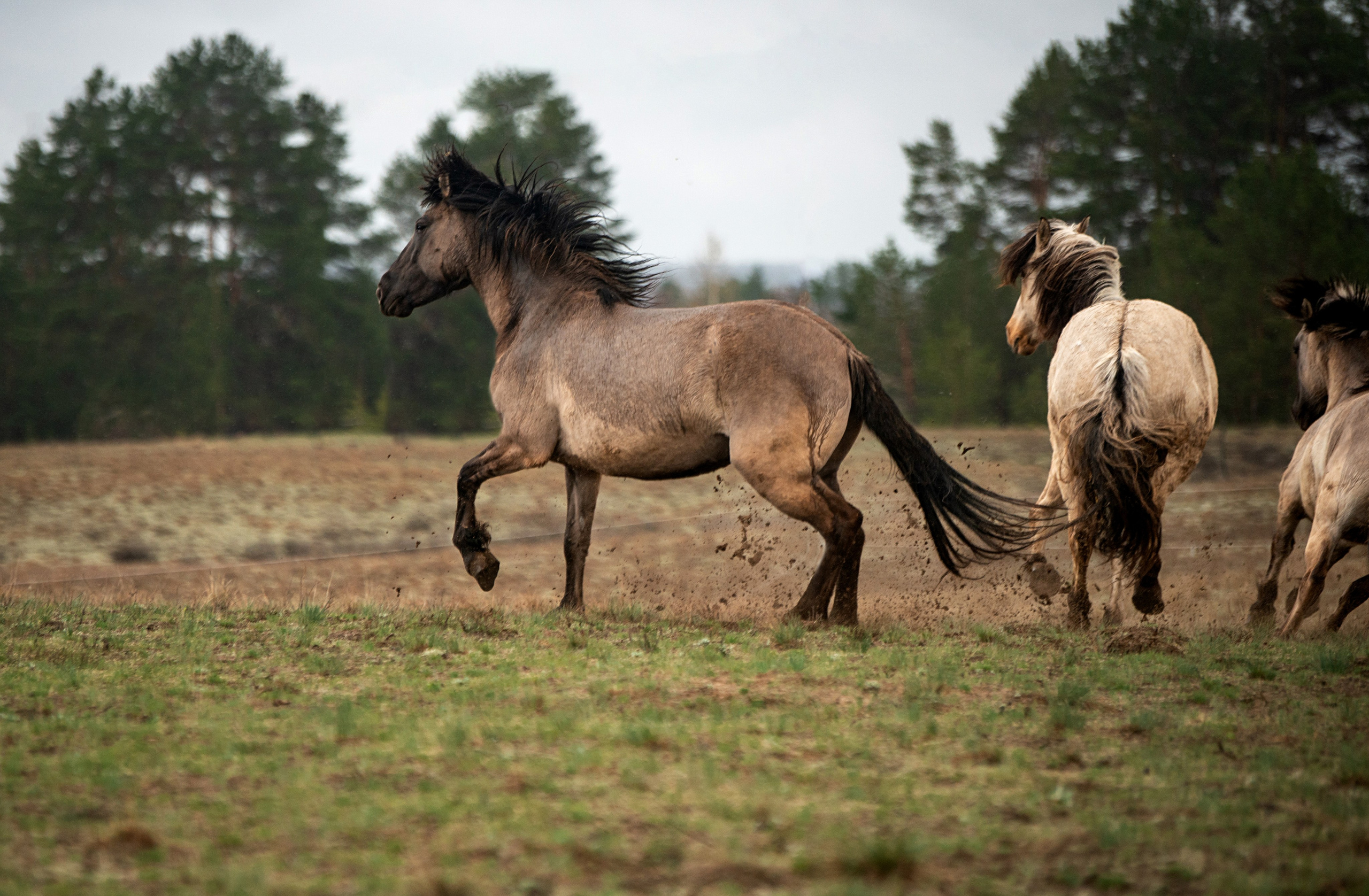 Лошади. Конный фотограф в Саратове Юлия Иванова