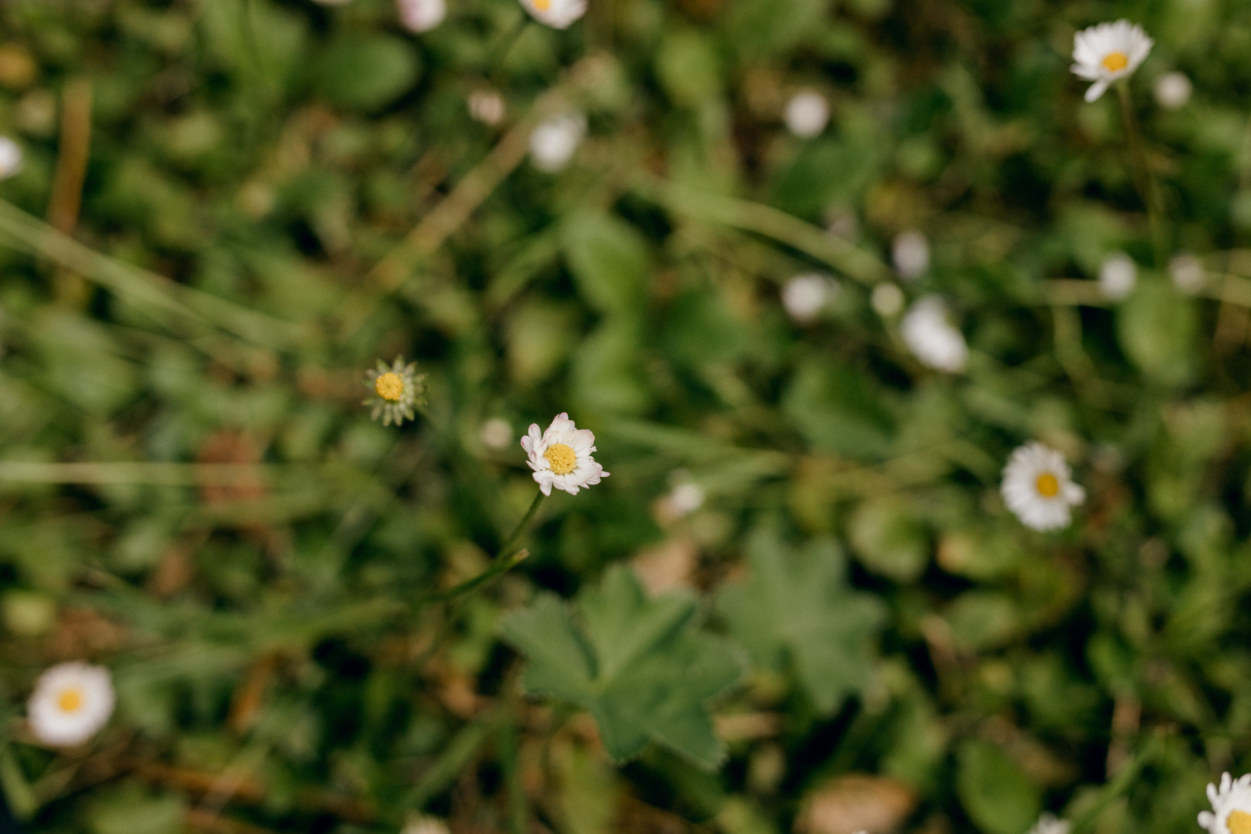 Маргаритки. Варвара Синицына: семейный фотограф в Москве
