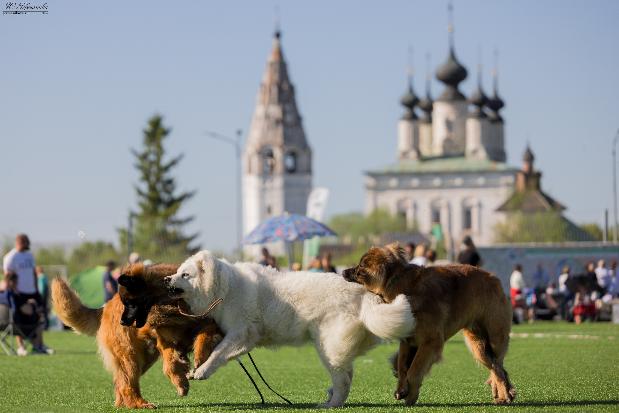 Суздаль 18-19.05.2024. Фотограф-анималист Юлия Германика