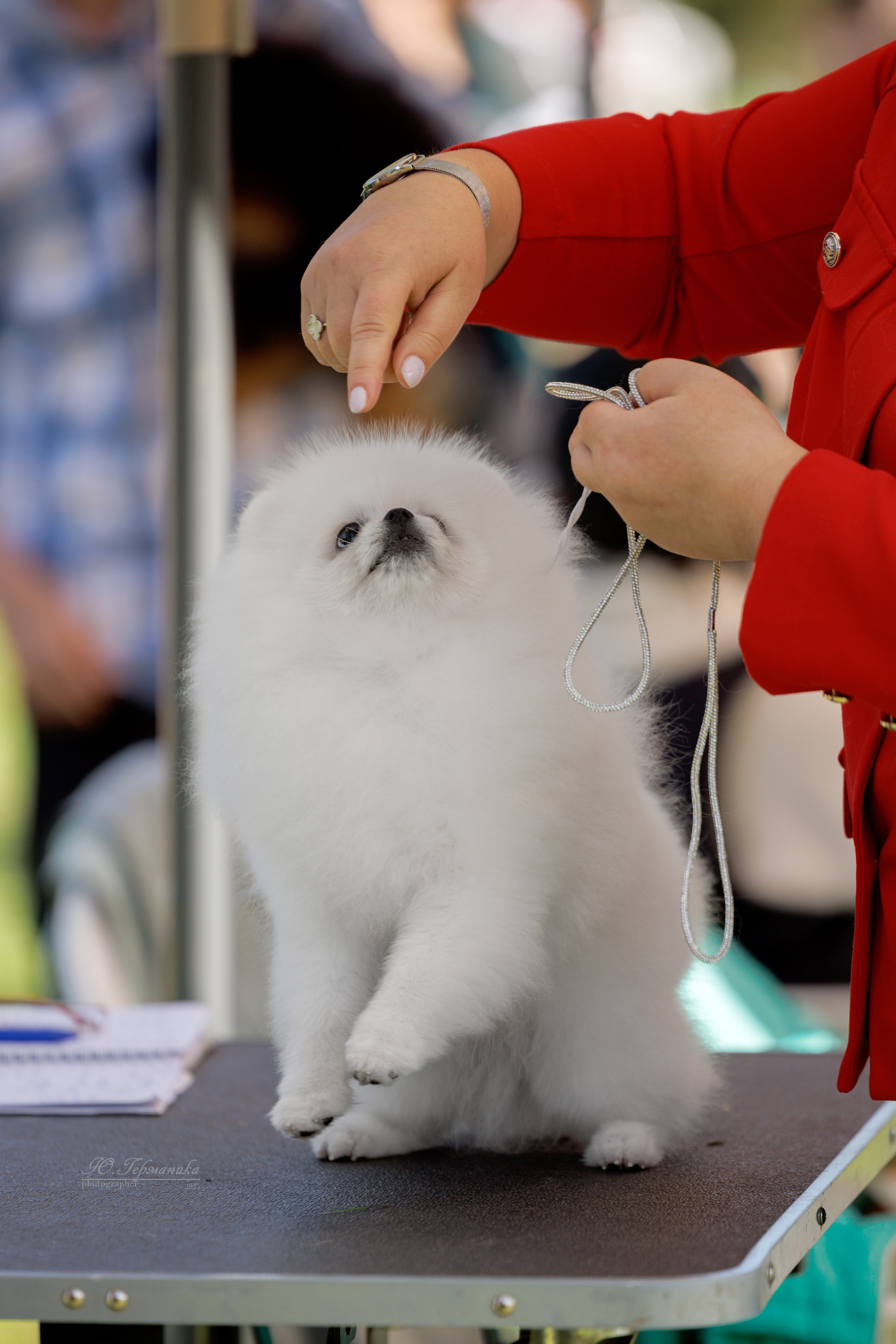 Зеленоград 13.09.2025. Фотограф-анималист Юлия Германика