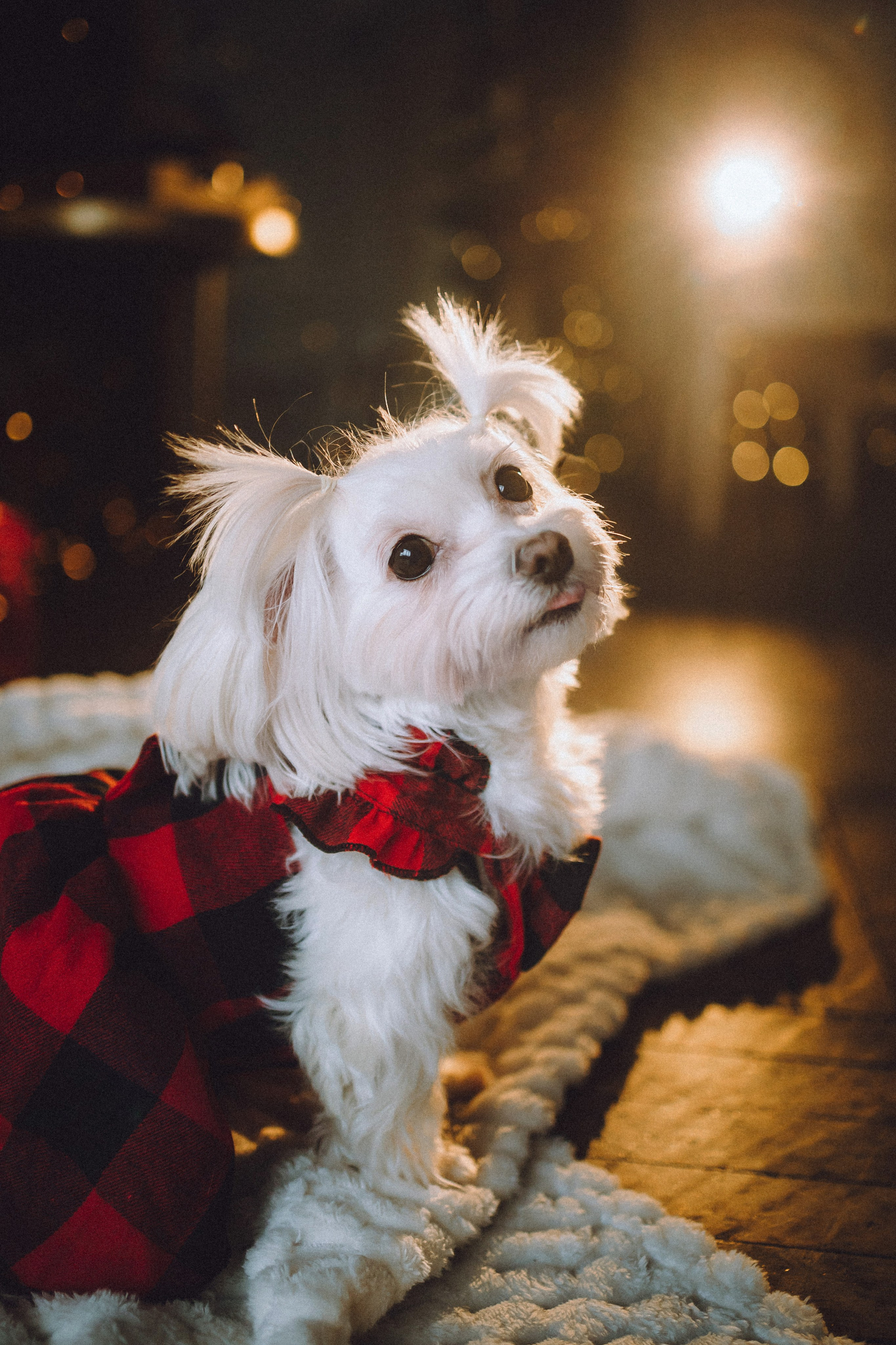 Констанция и Молли