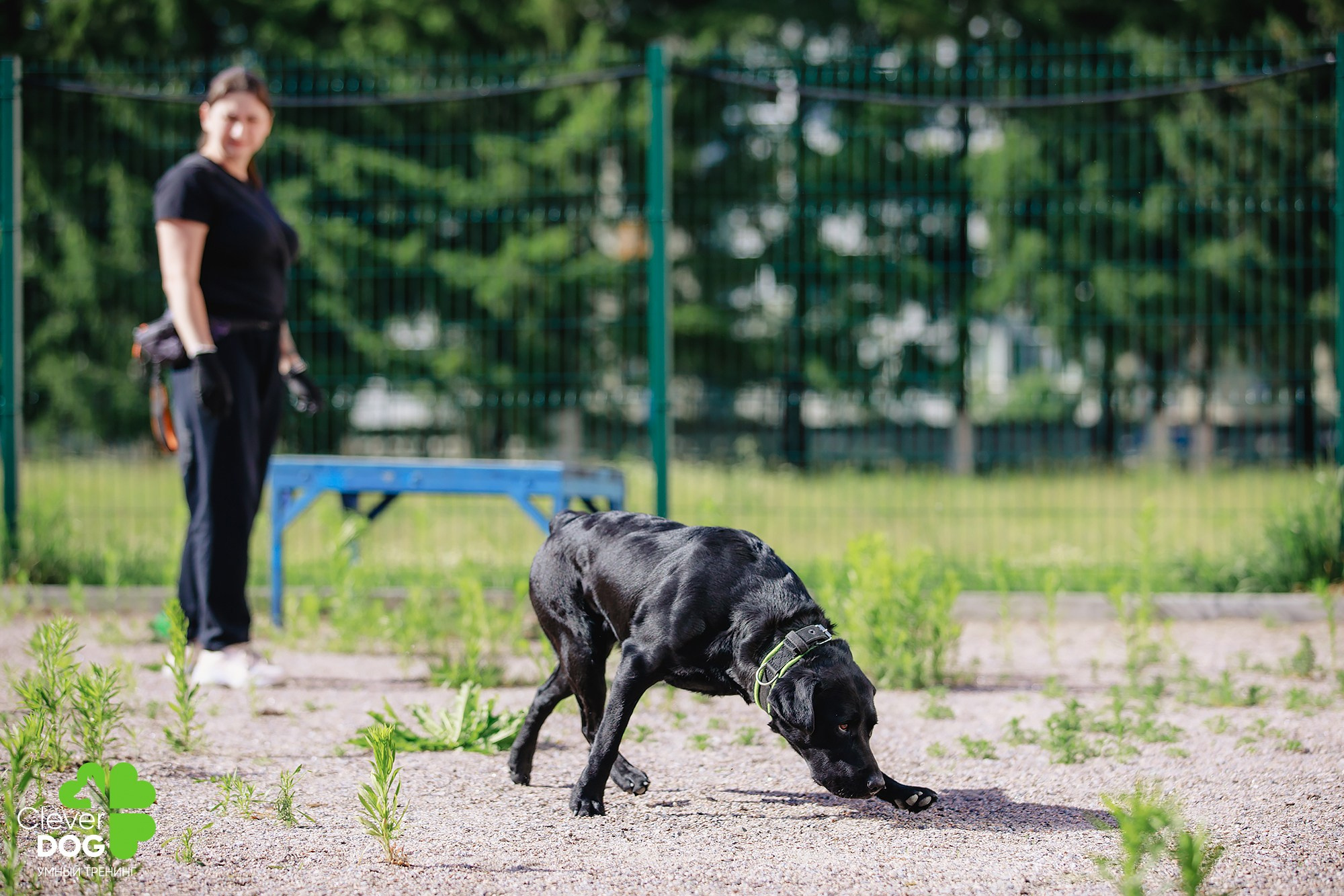 Семинар по поиску запаха с Иваном Ломовым, организатор CleverDog, СПб. Фотограф-анималист Mary Mart — Москва, Питер