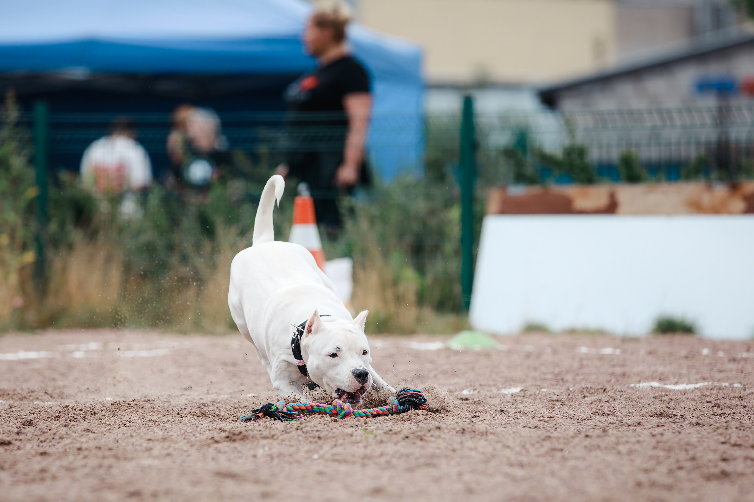 Питч&Гоу + веселые старты. Фотограф-анималист Mary Mart — Москва, Питер