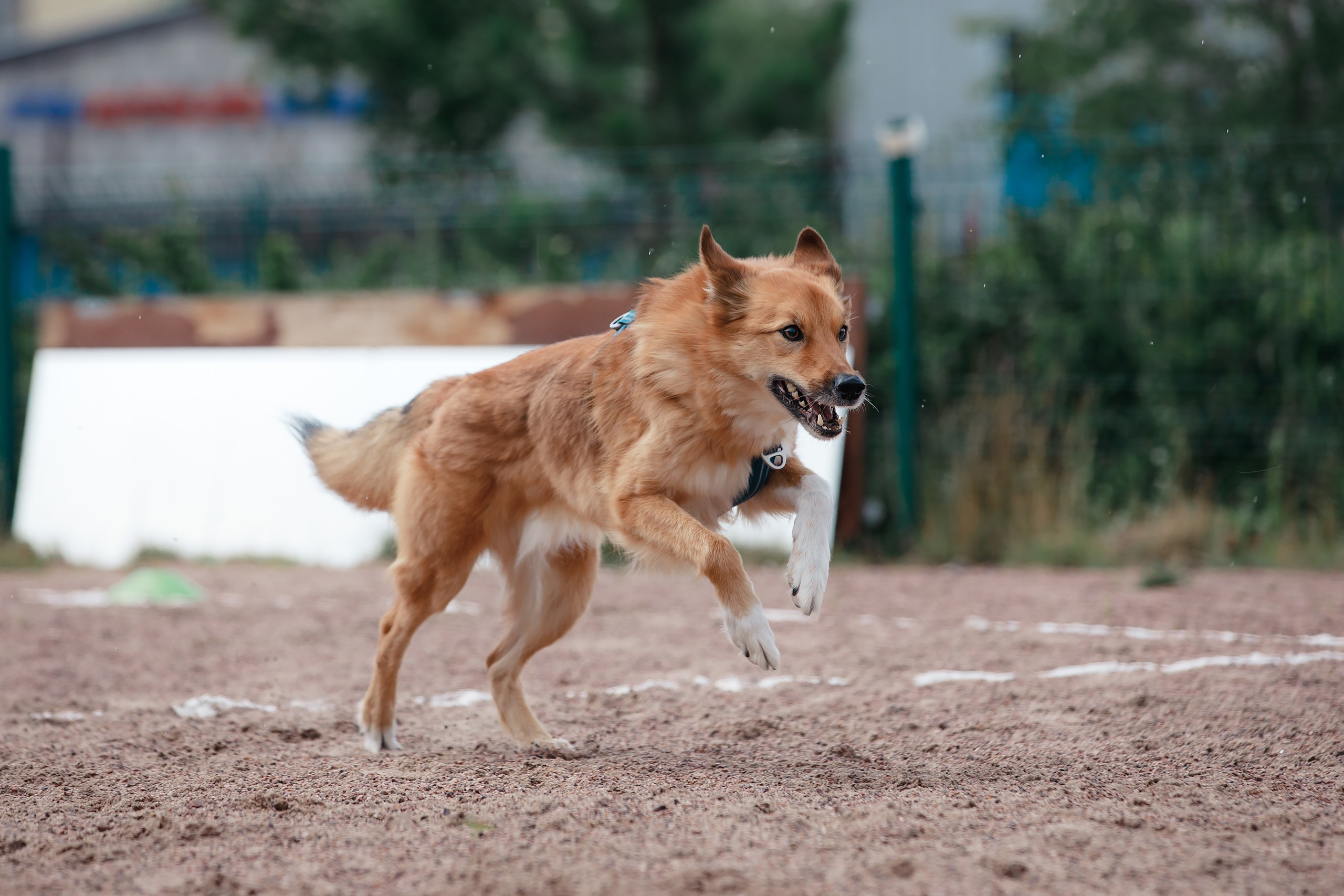 Питч&Гоу + веселые старты. Фотограф-анималист Mary Mart — Москва, Питер