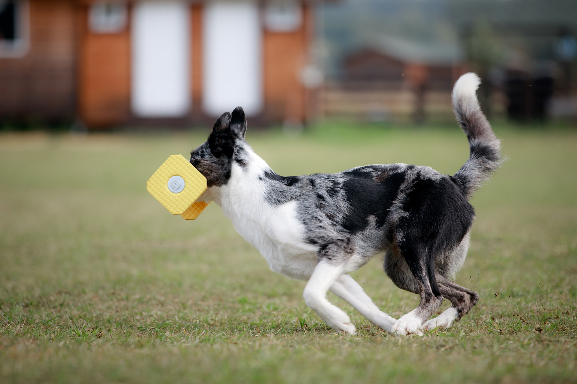 Лагерь по ОБД с Инной Баженовой. Фотограф-анималист Mary Mart — Москва, Питер