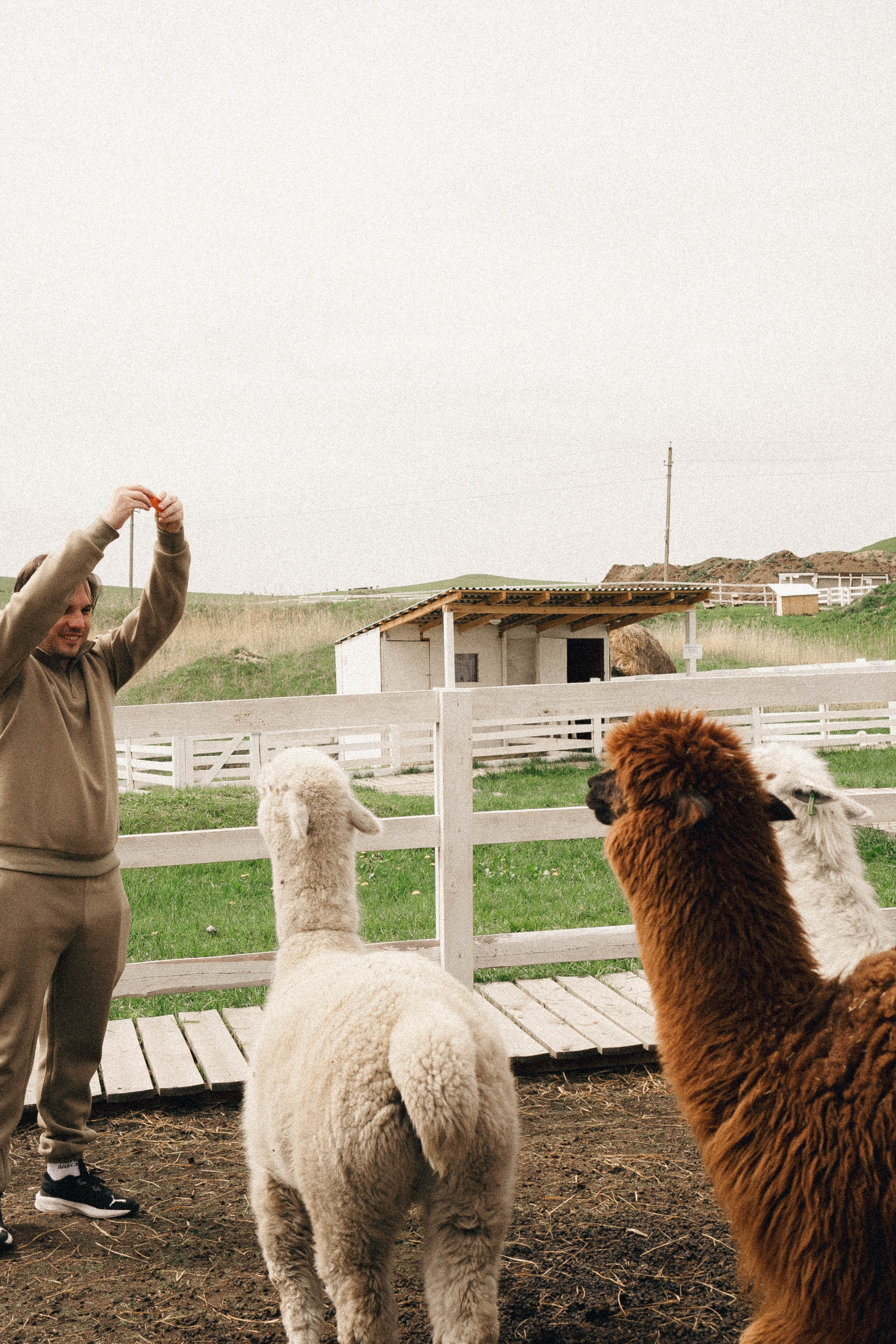Ферма Альпак. Профессиональный фотограф, Санкт-Петербург — Виктория Богомолова