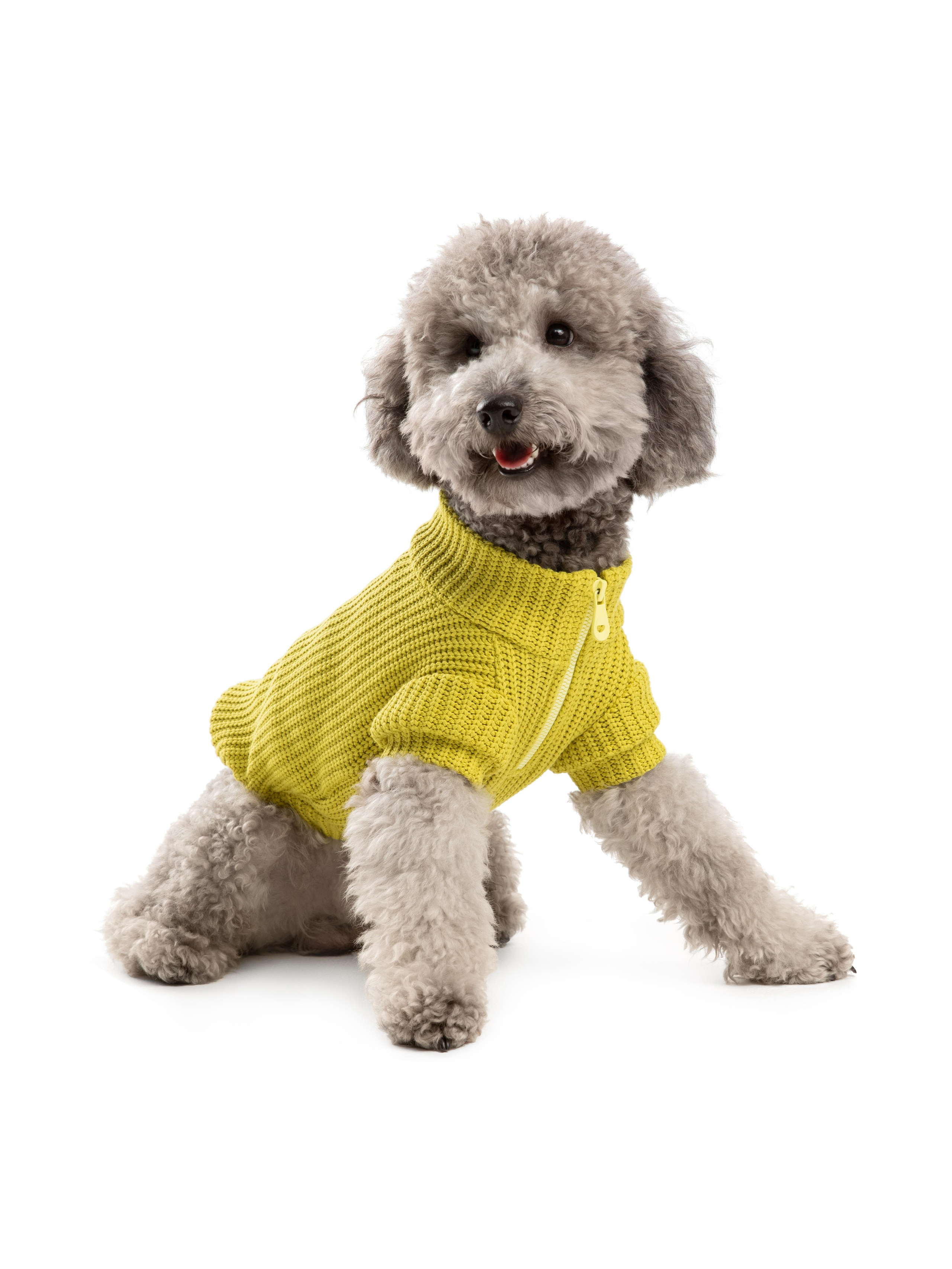 Одежда для собак Pet Subject. Олег Дмитриев