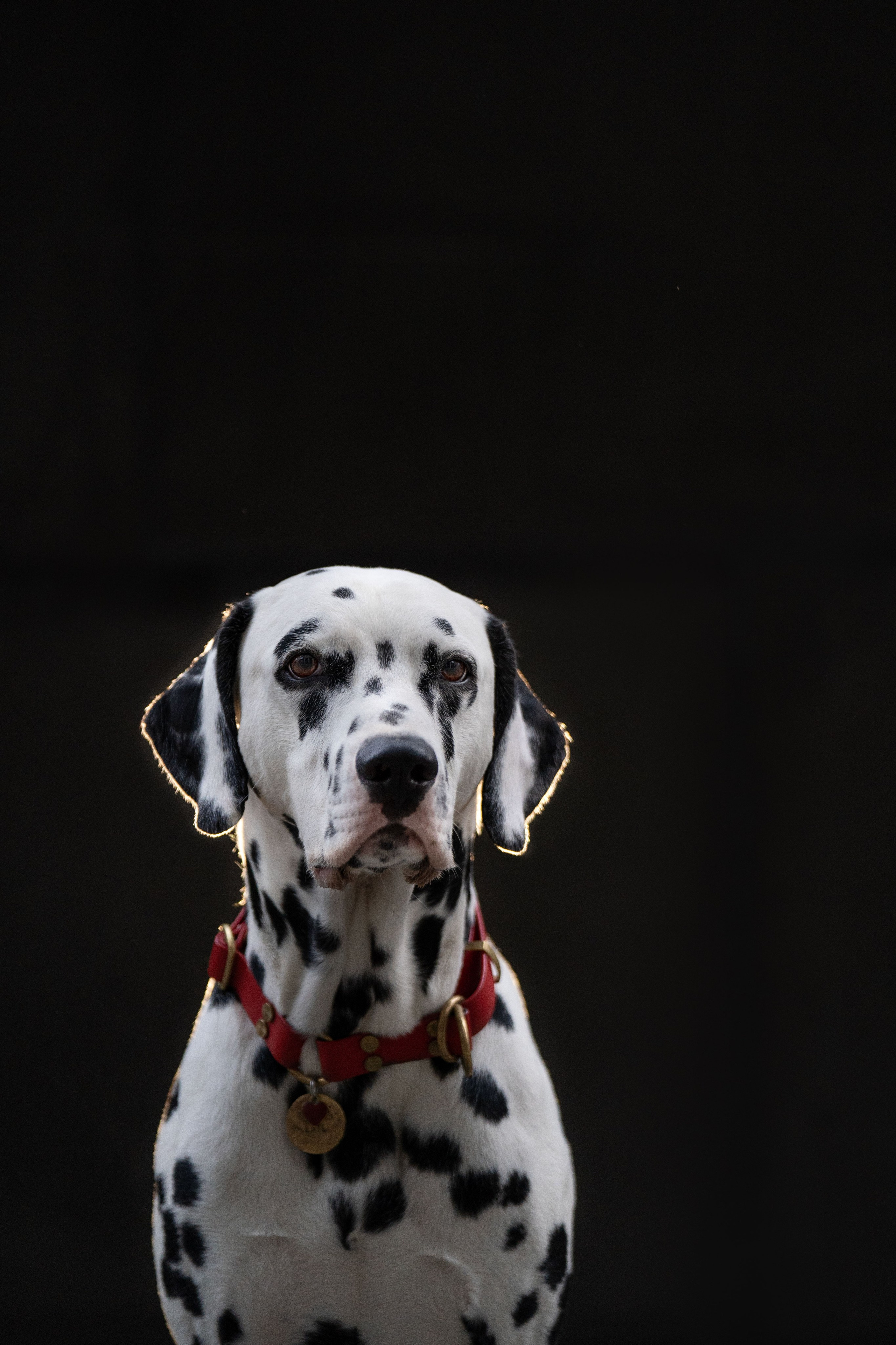 1 Далматин. Фотограф анималист